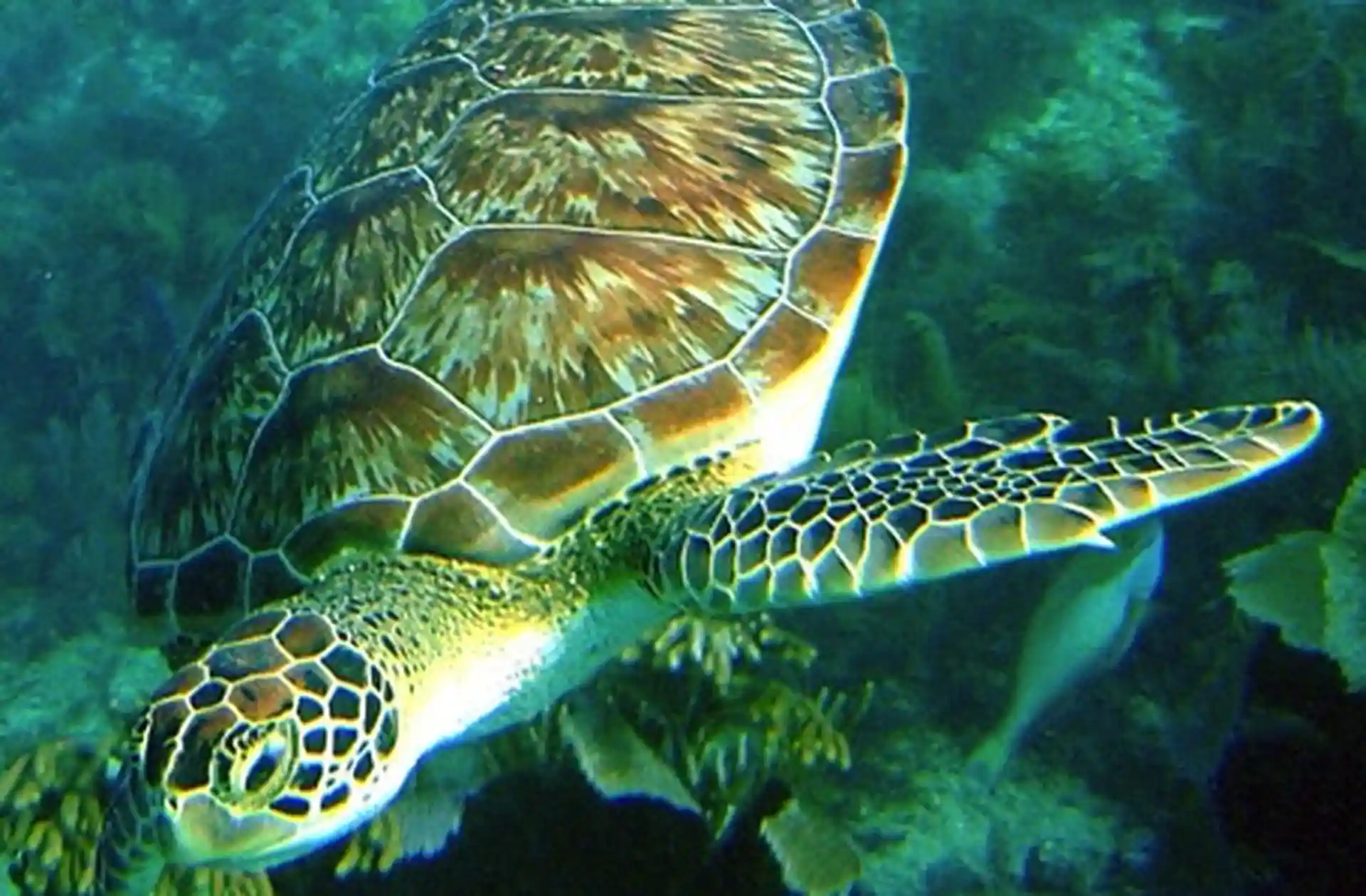 Foto des Tauchshops