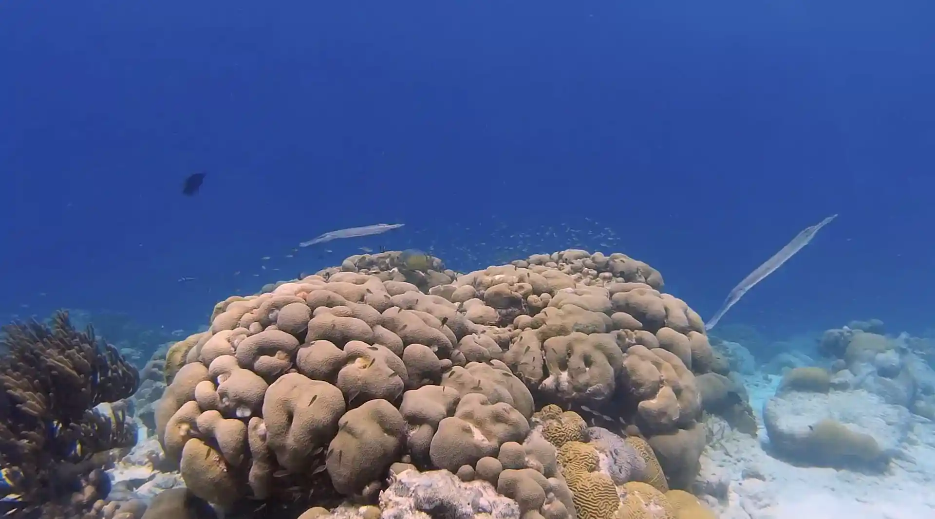 Dive site photo