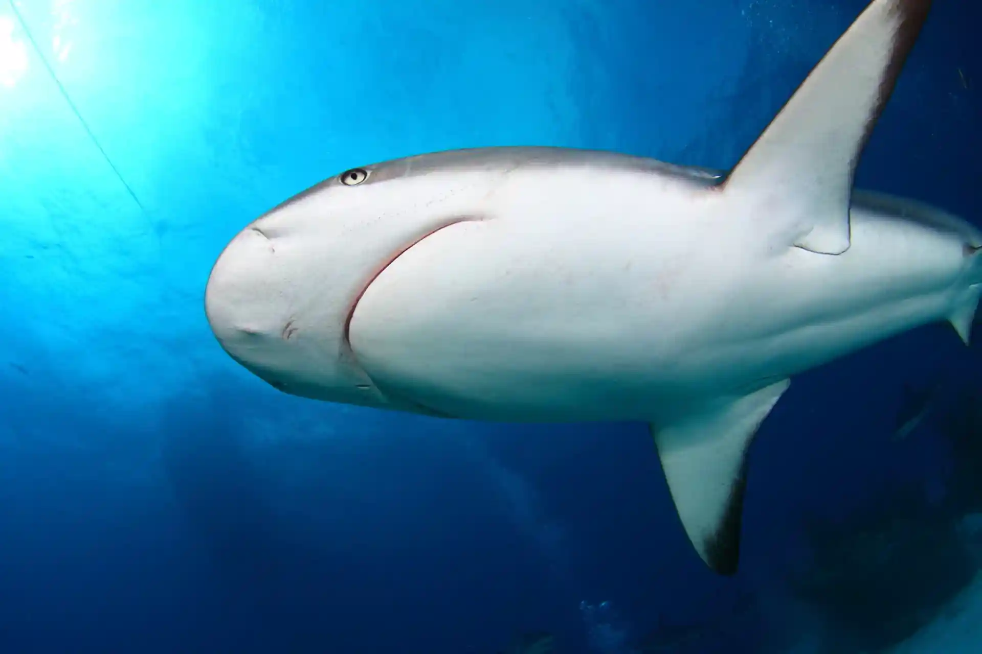 ダイビングサイトの写真