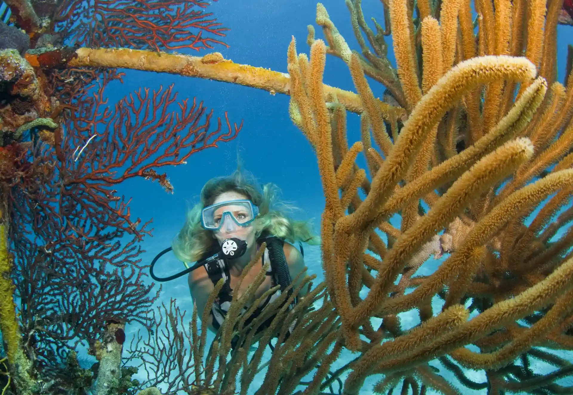 The Vulcan Bomber from the James Bond movie Thunderball is covered with beautiful corals.