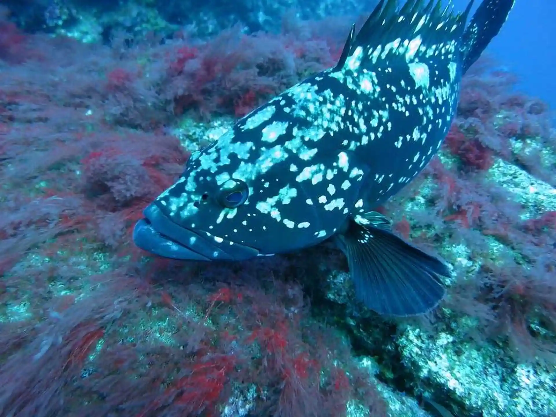 Dive site photo