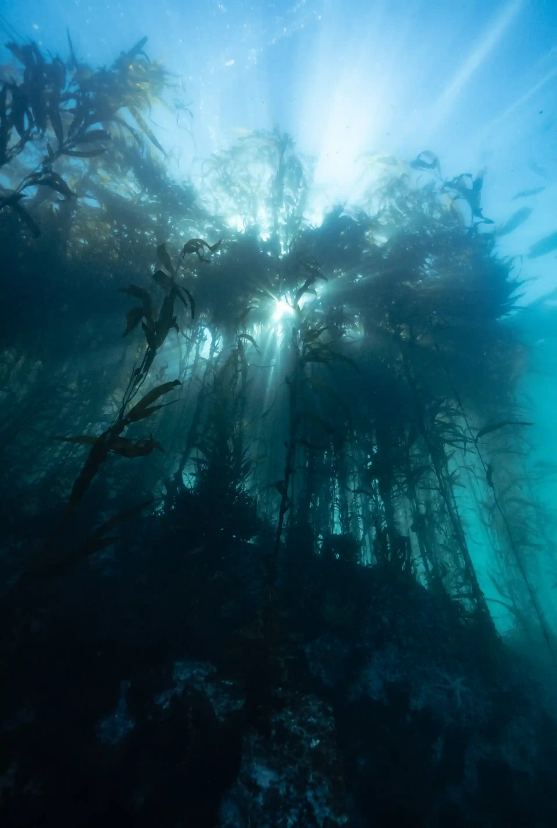 Dive site photo