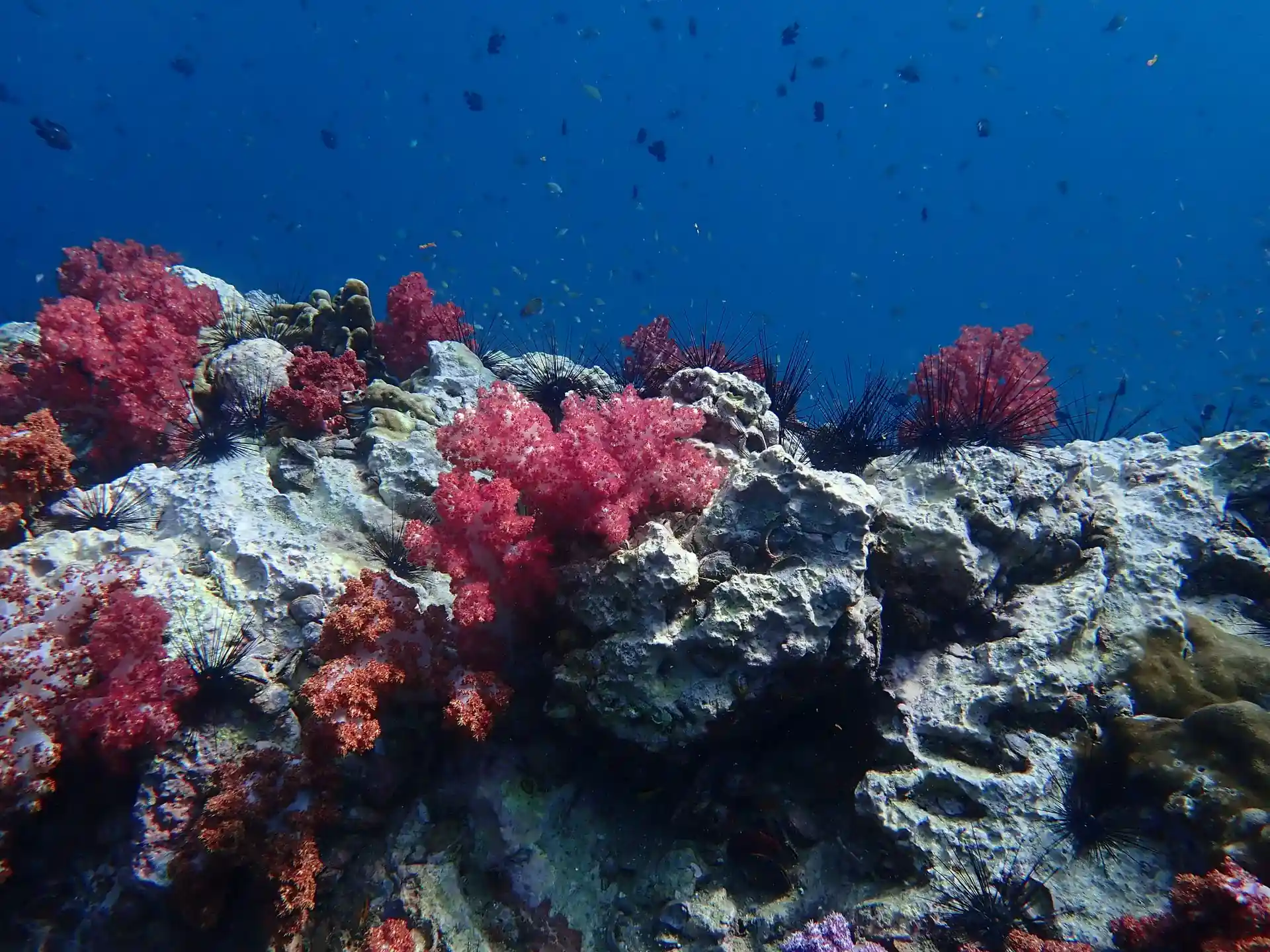 Dive site photo