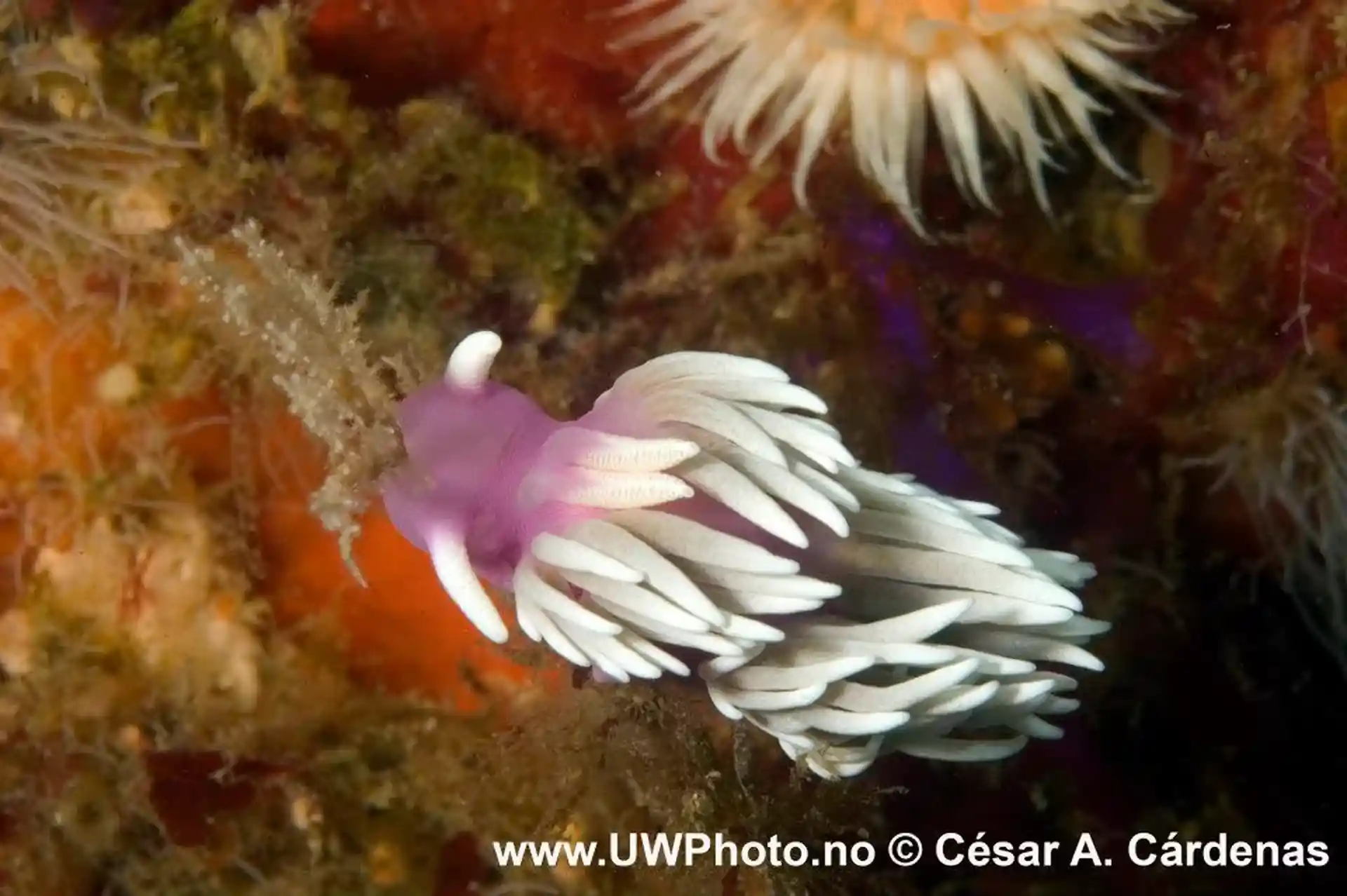 Dive site photo