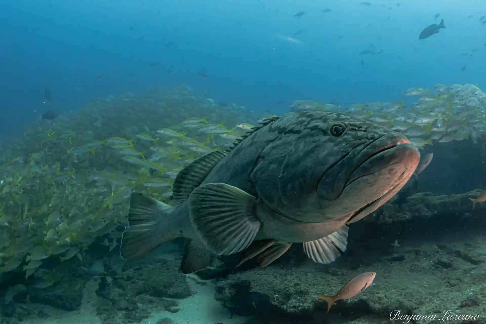 Parque Nacional Cabo Pulmo con sus enormes cardúmenes de peces. Un ejemplo real de una zona exitosa.