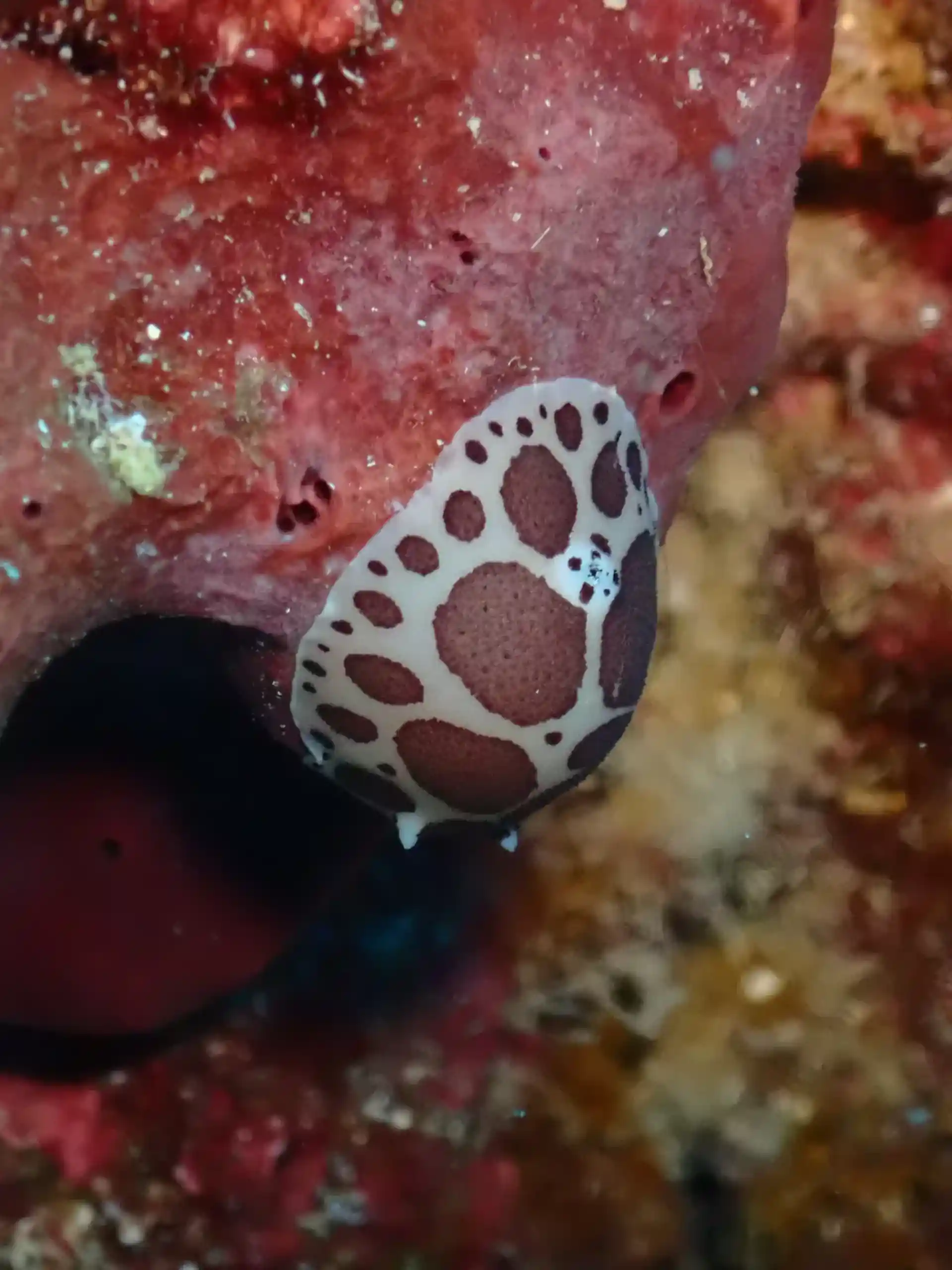 Dive site photo