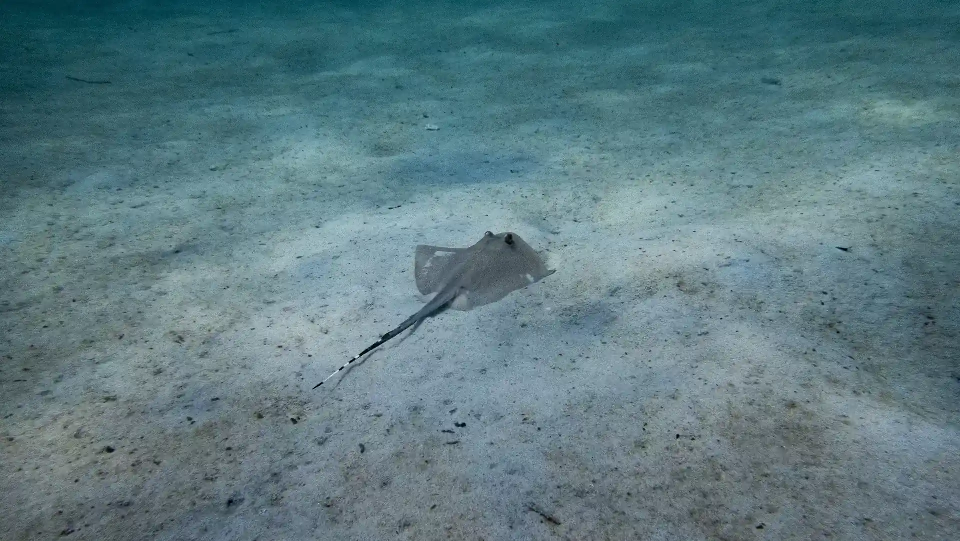 Photo du site de plongée