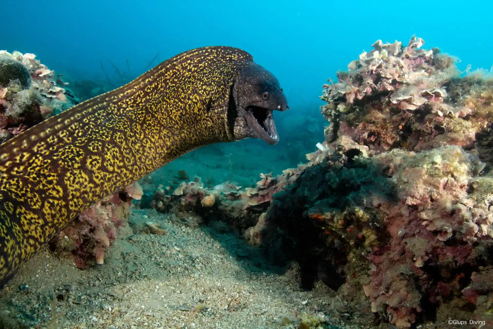 Bruna che esce da una roccia