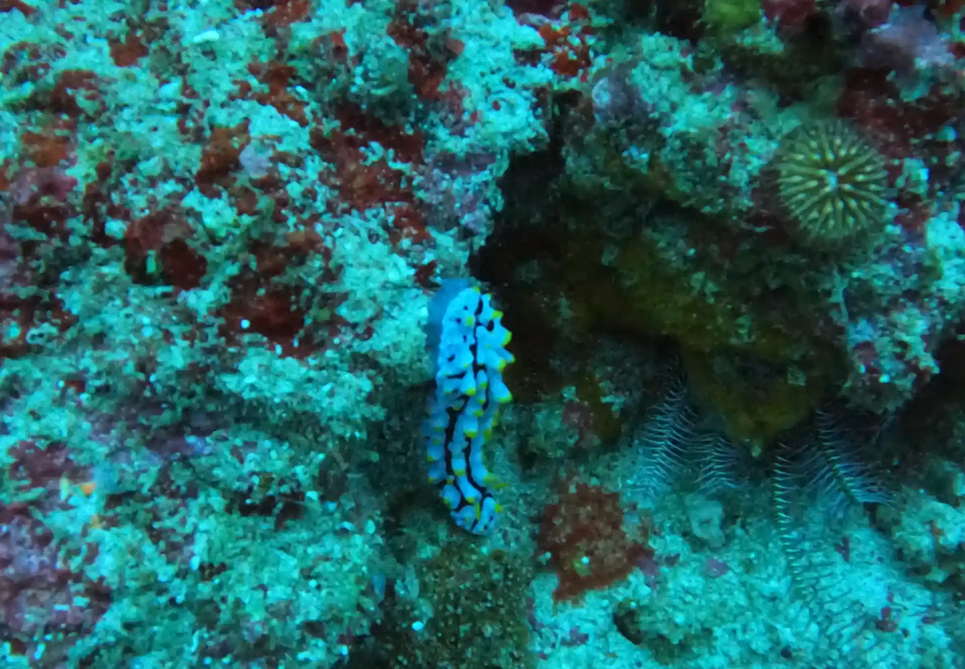 Photo du site de plongée