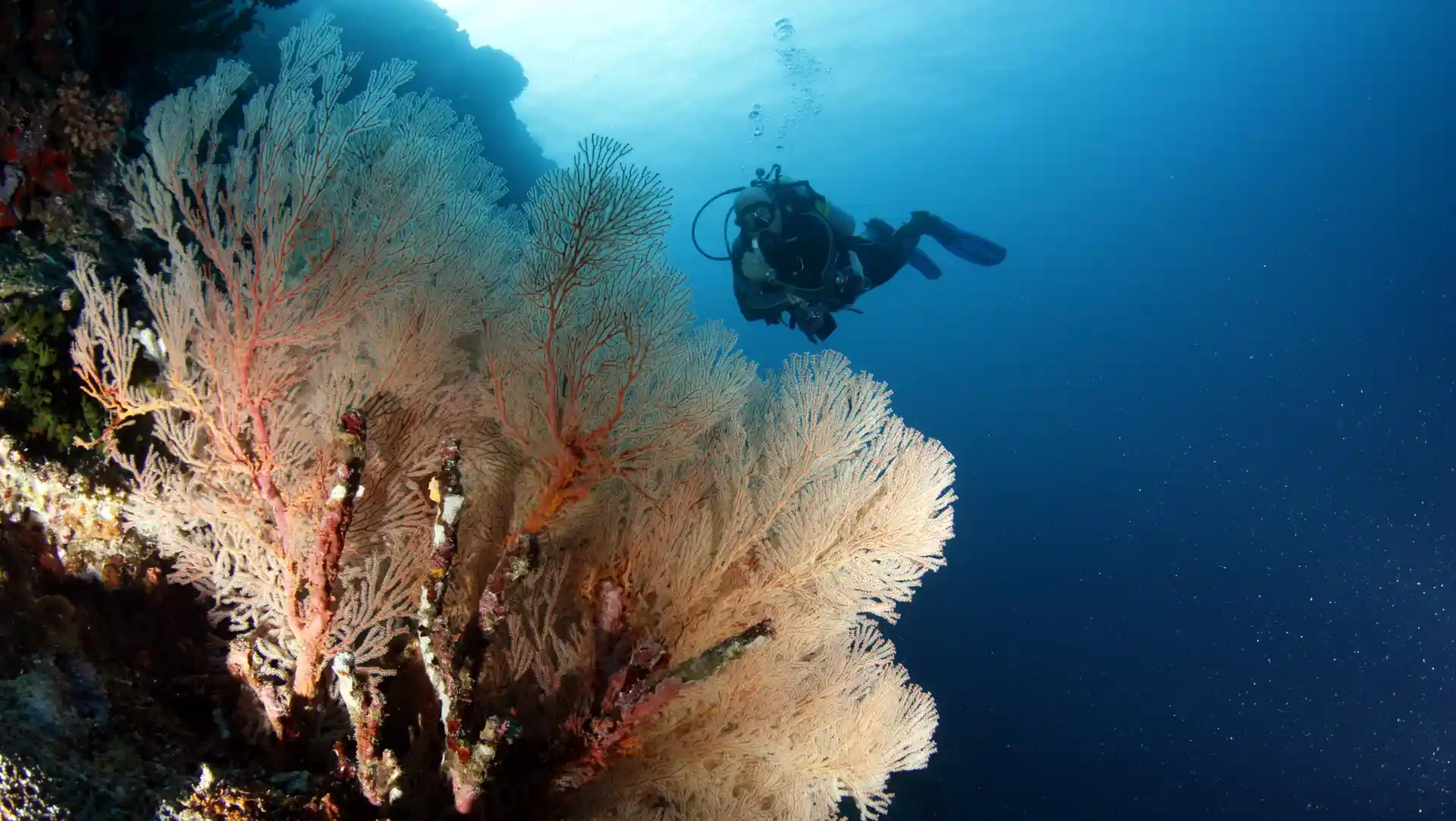 Dive site photo