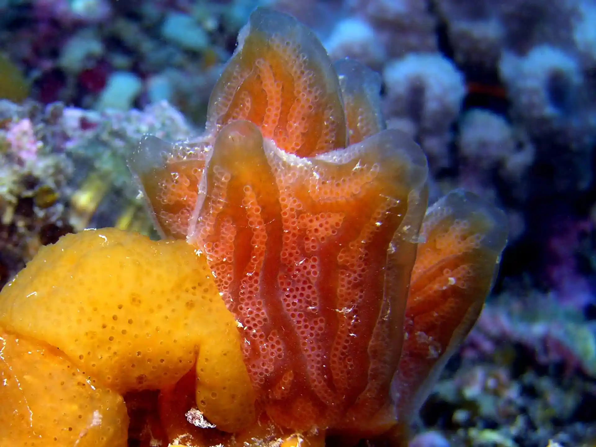 Dive site photo