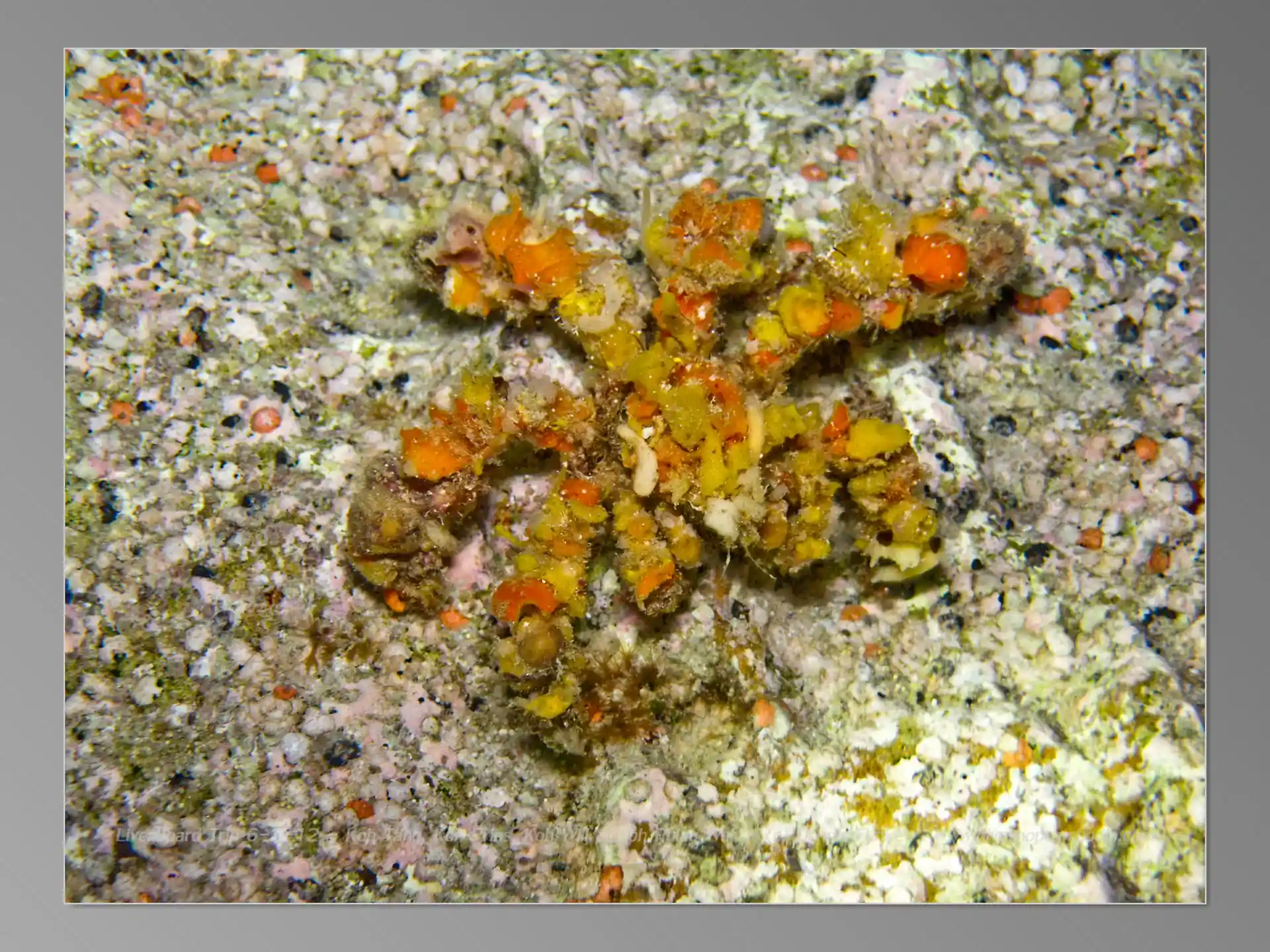 Foto van de duiklocatie