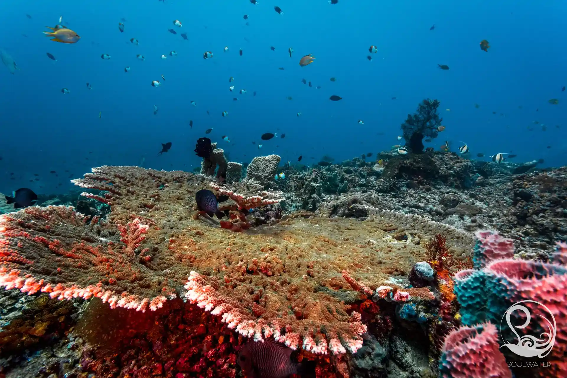 Dive site photo