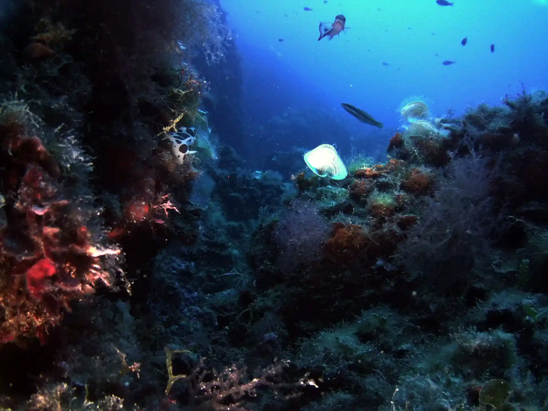 Dive site photo