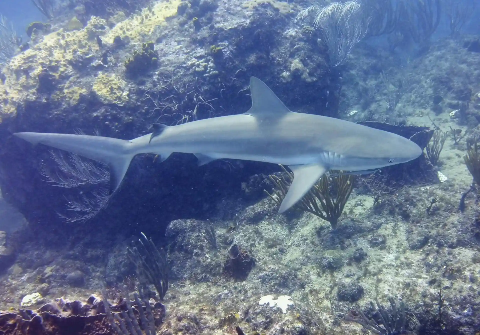 Dive shop photo
