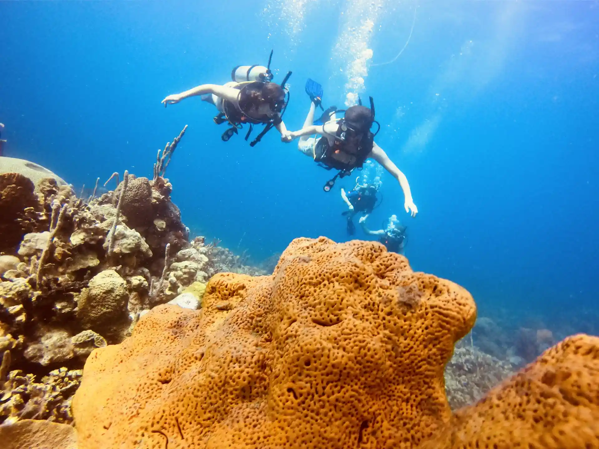 Orange elephant sponges.