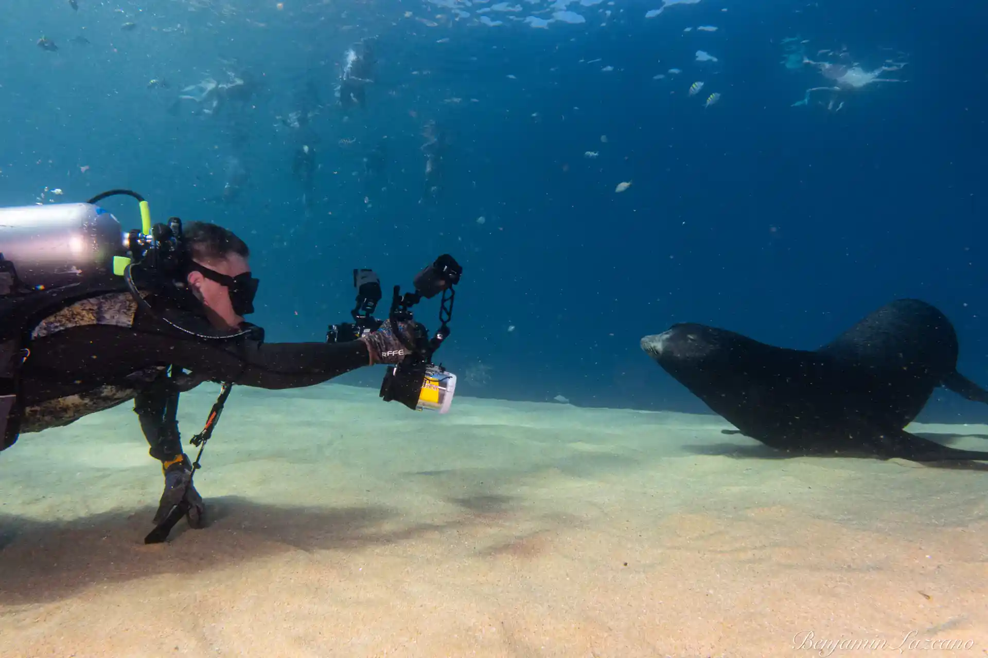 ¡Los leones marinos son los cachorros del mar! Les encanta interactuar. Los encontramos por toda la Baja. Son escurridizos de mayo a agosto, ya que es la temporada de apareamiento.