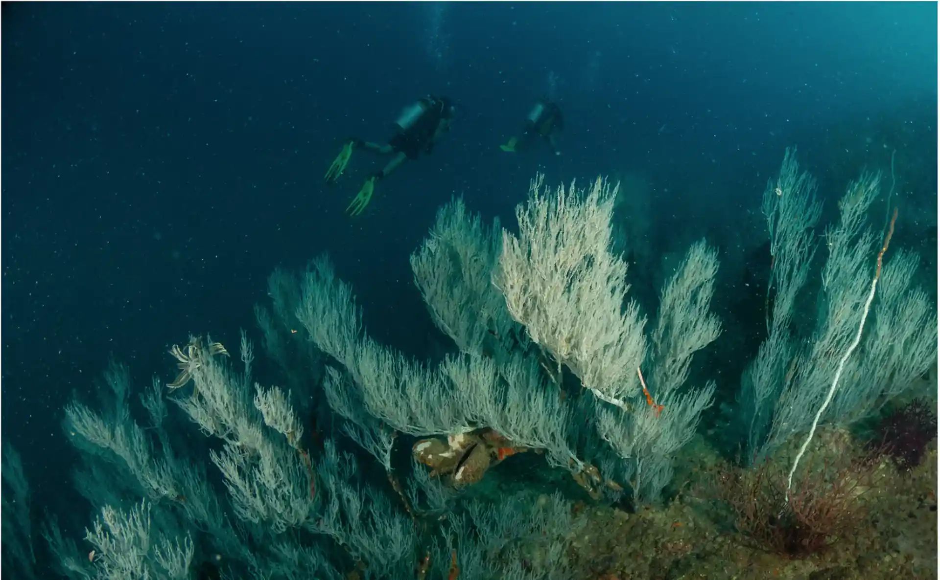 Dive site photo