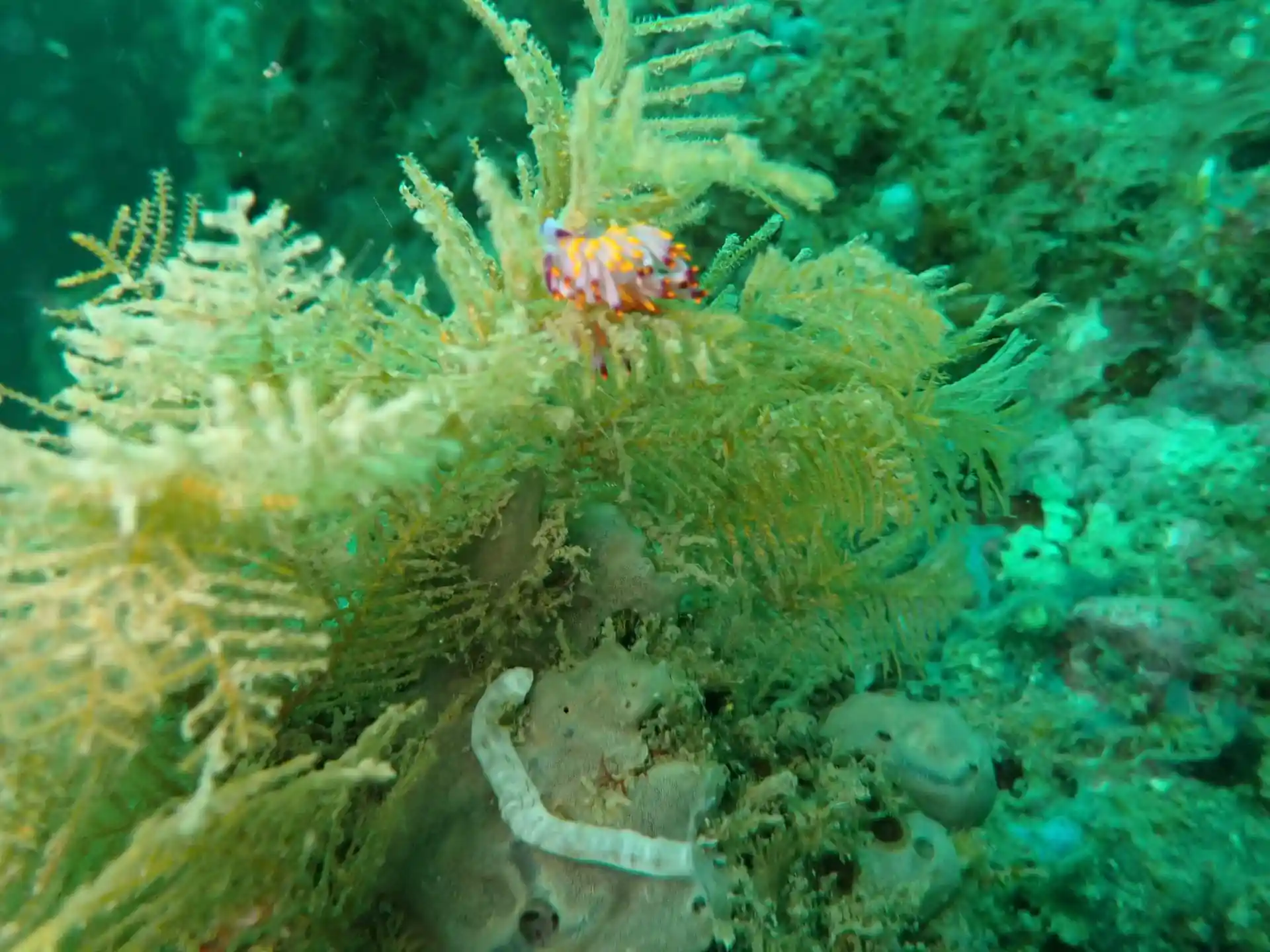 Dive site photo