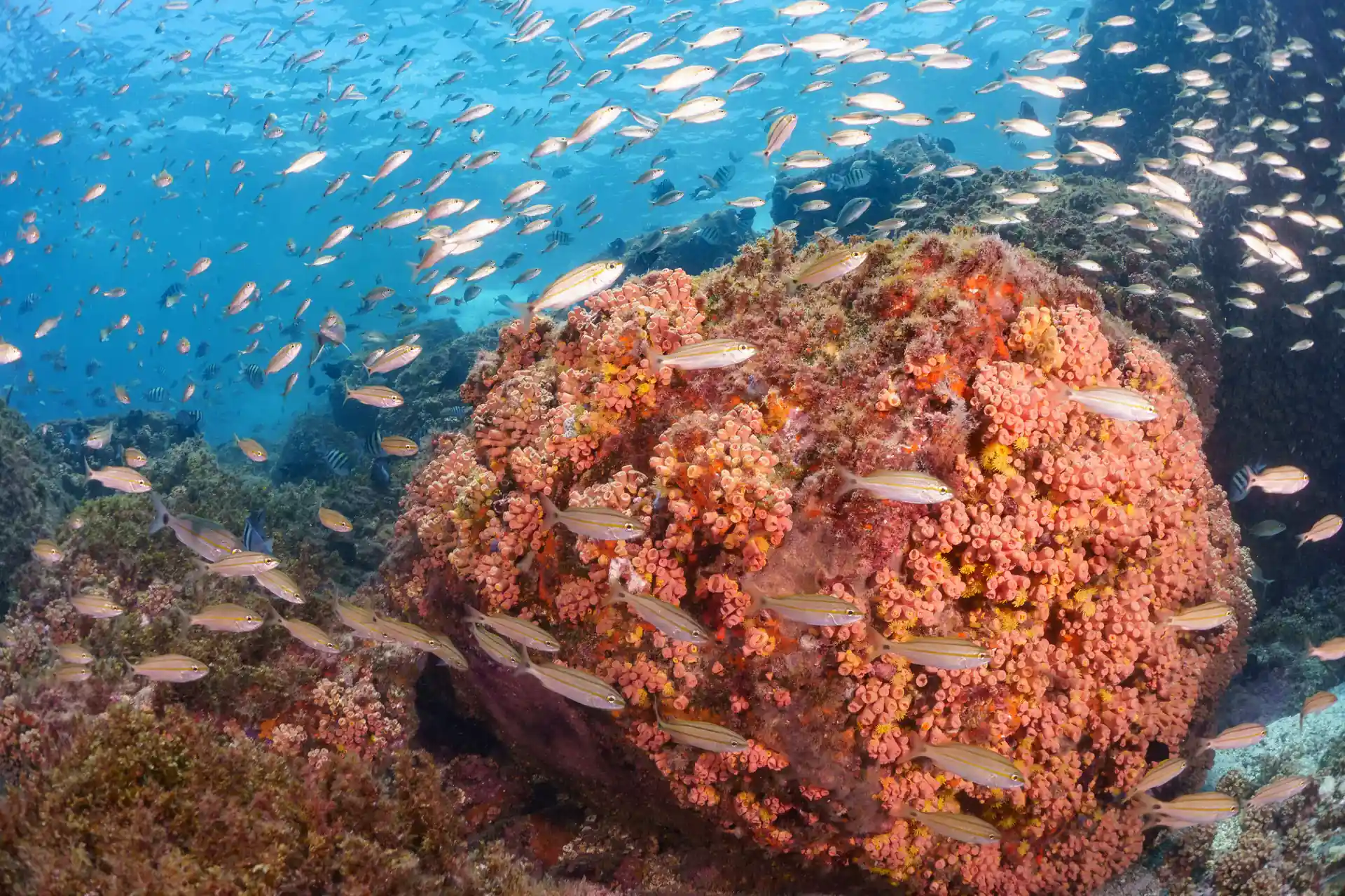 Foto de la tienda de buceo