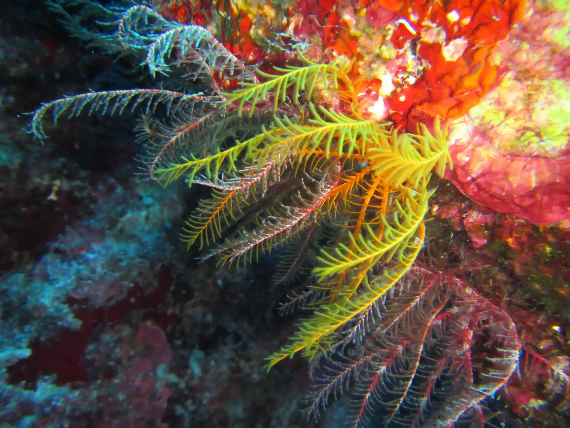 Dive site photo