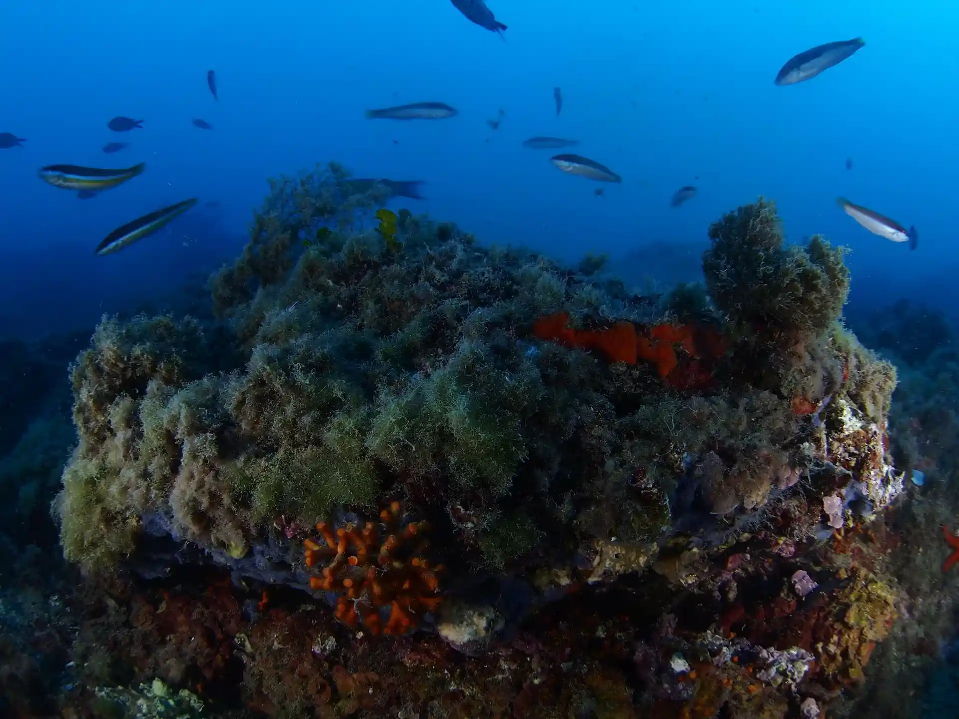 Foto del sitio de buceo