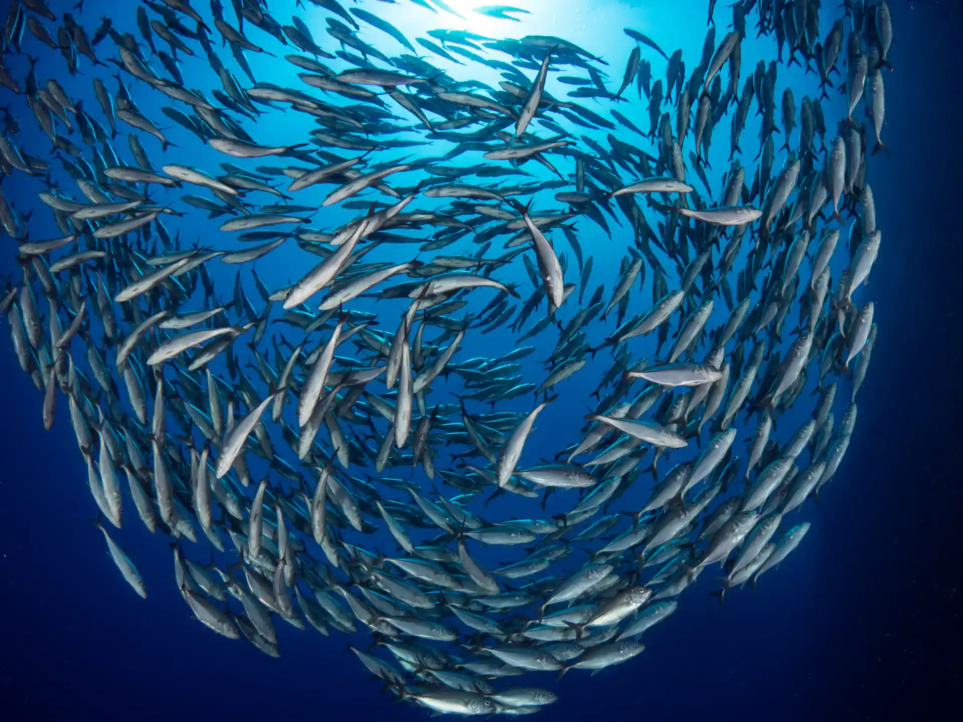 Photo de l'activité