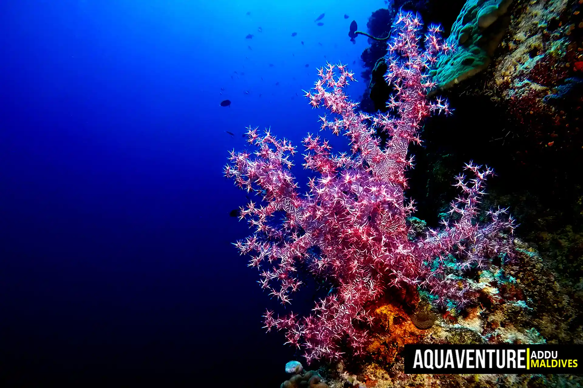 Foto del sitio de buceo