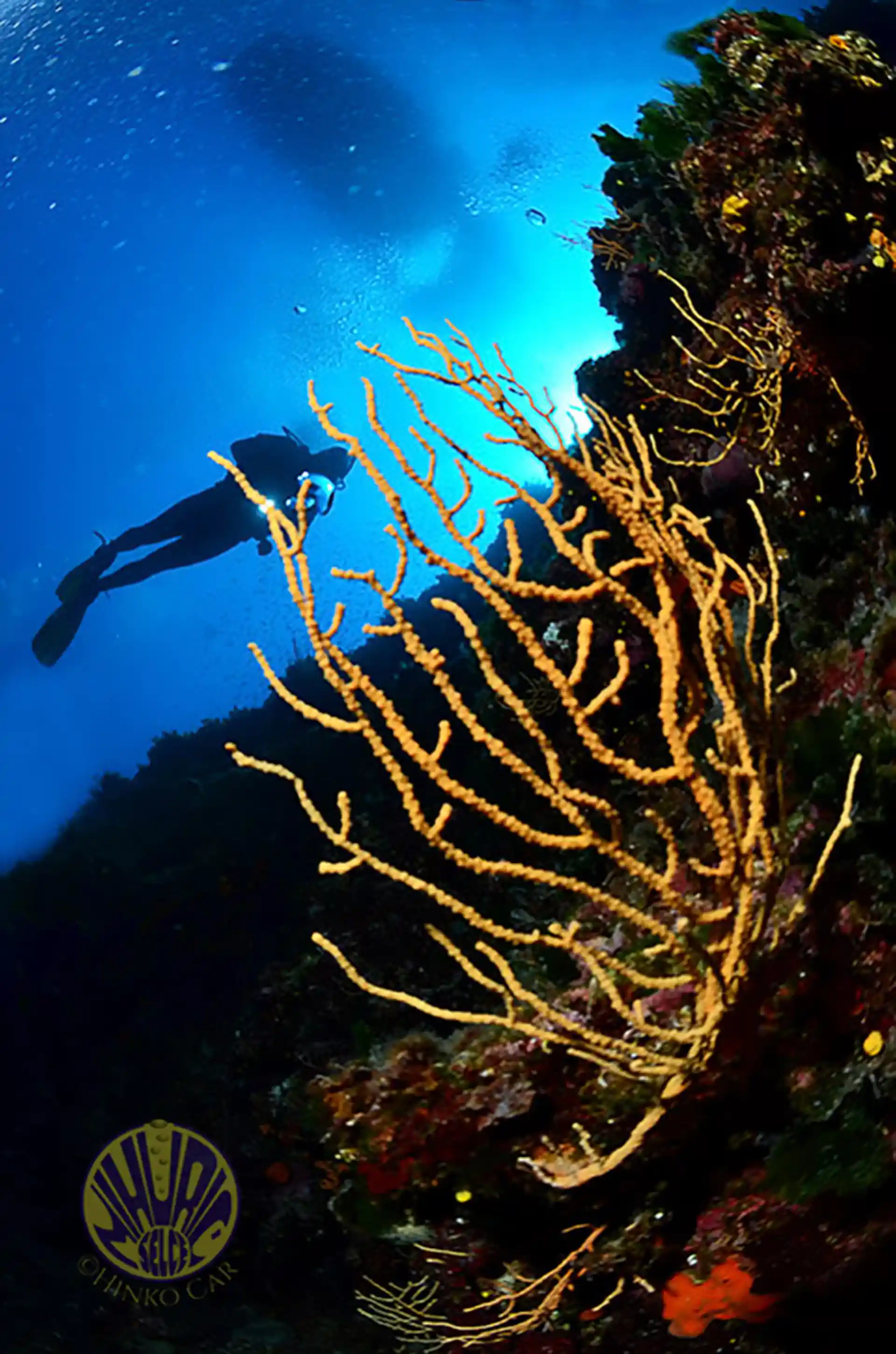 Dive site photo