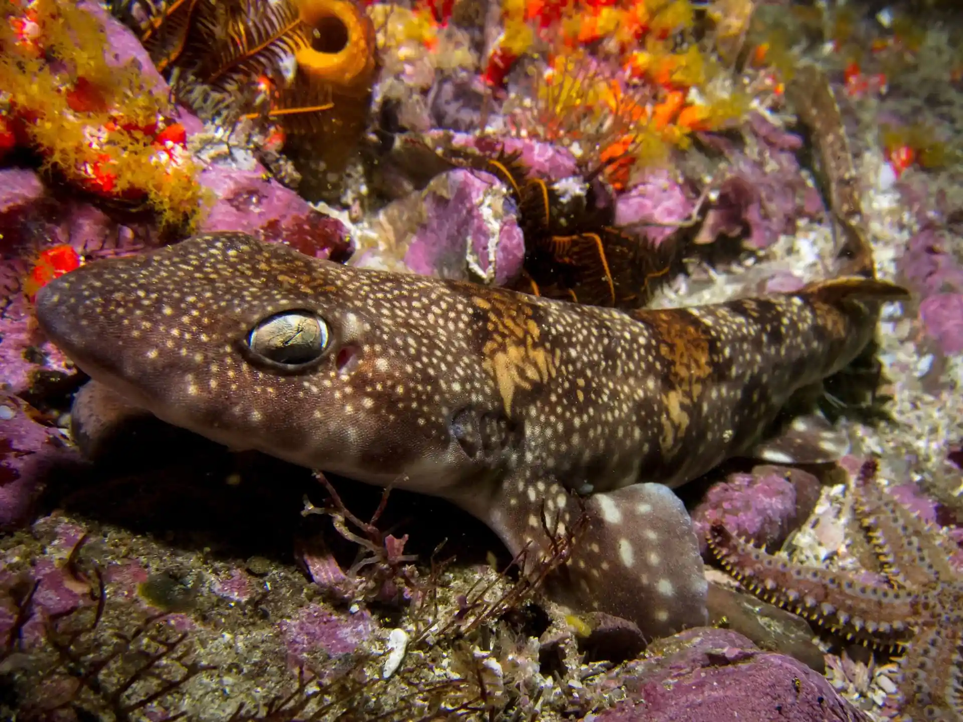 ダイビングサイトの写真