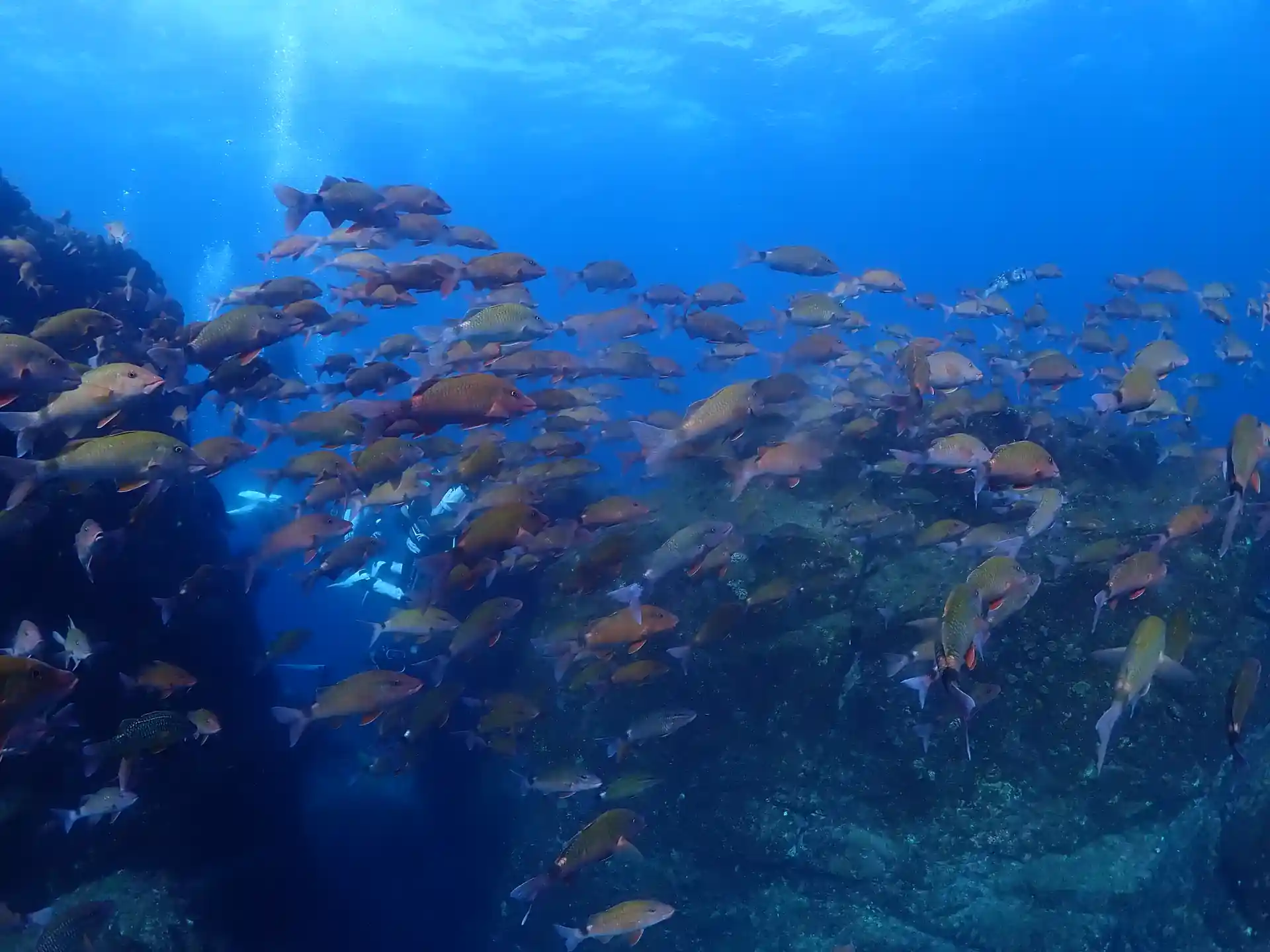 Dive shop photo