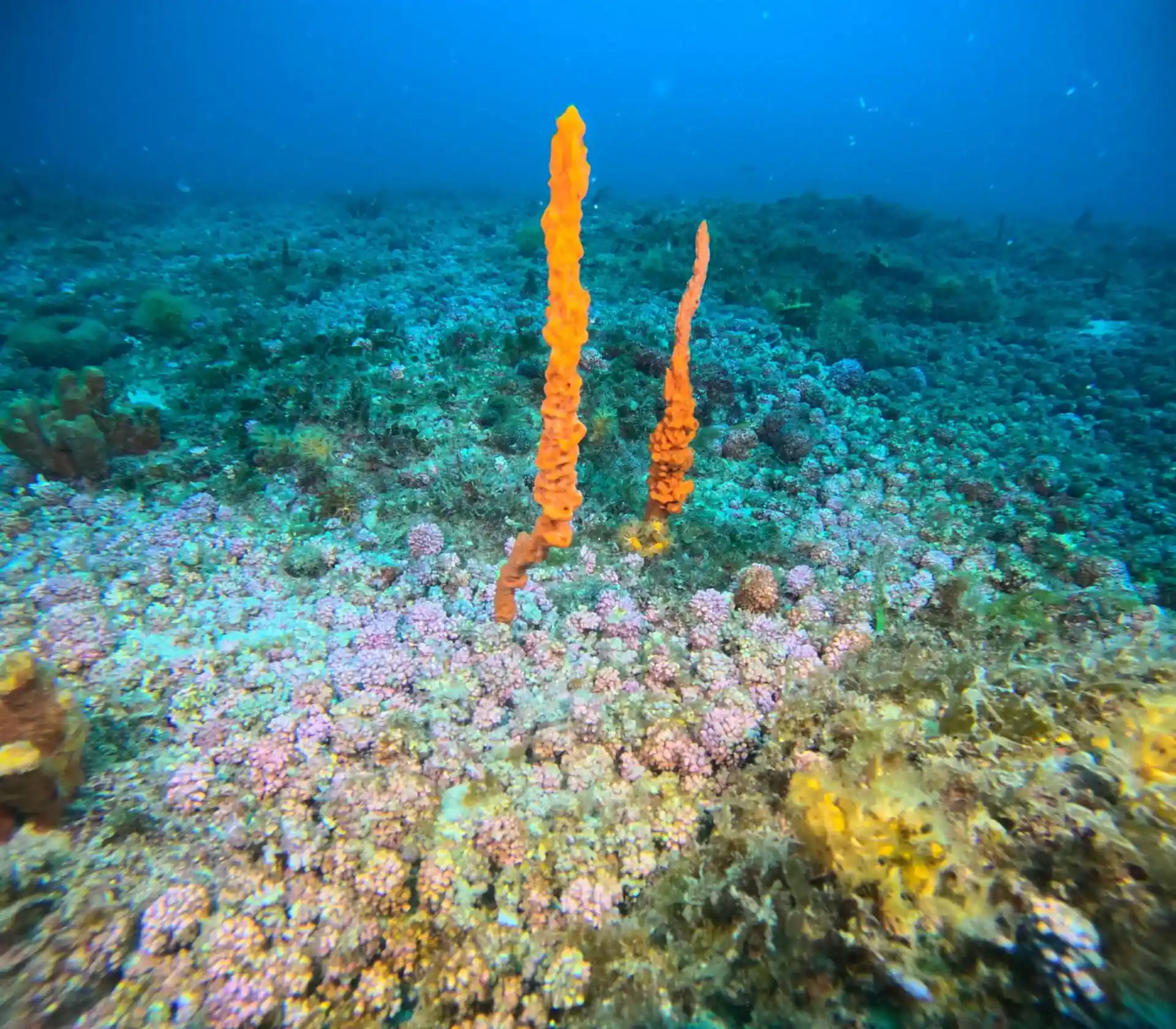Dive site photo