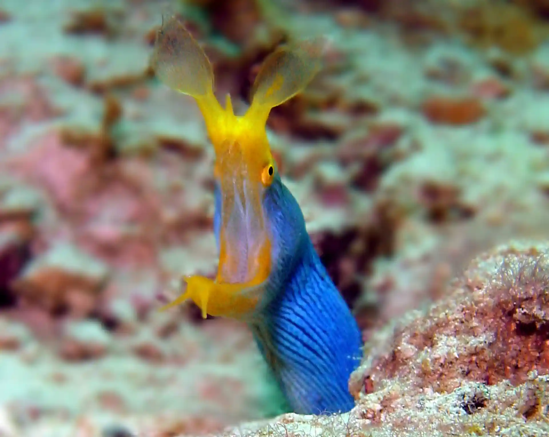 Photo du site de plongée