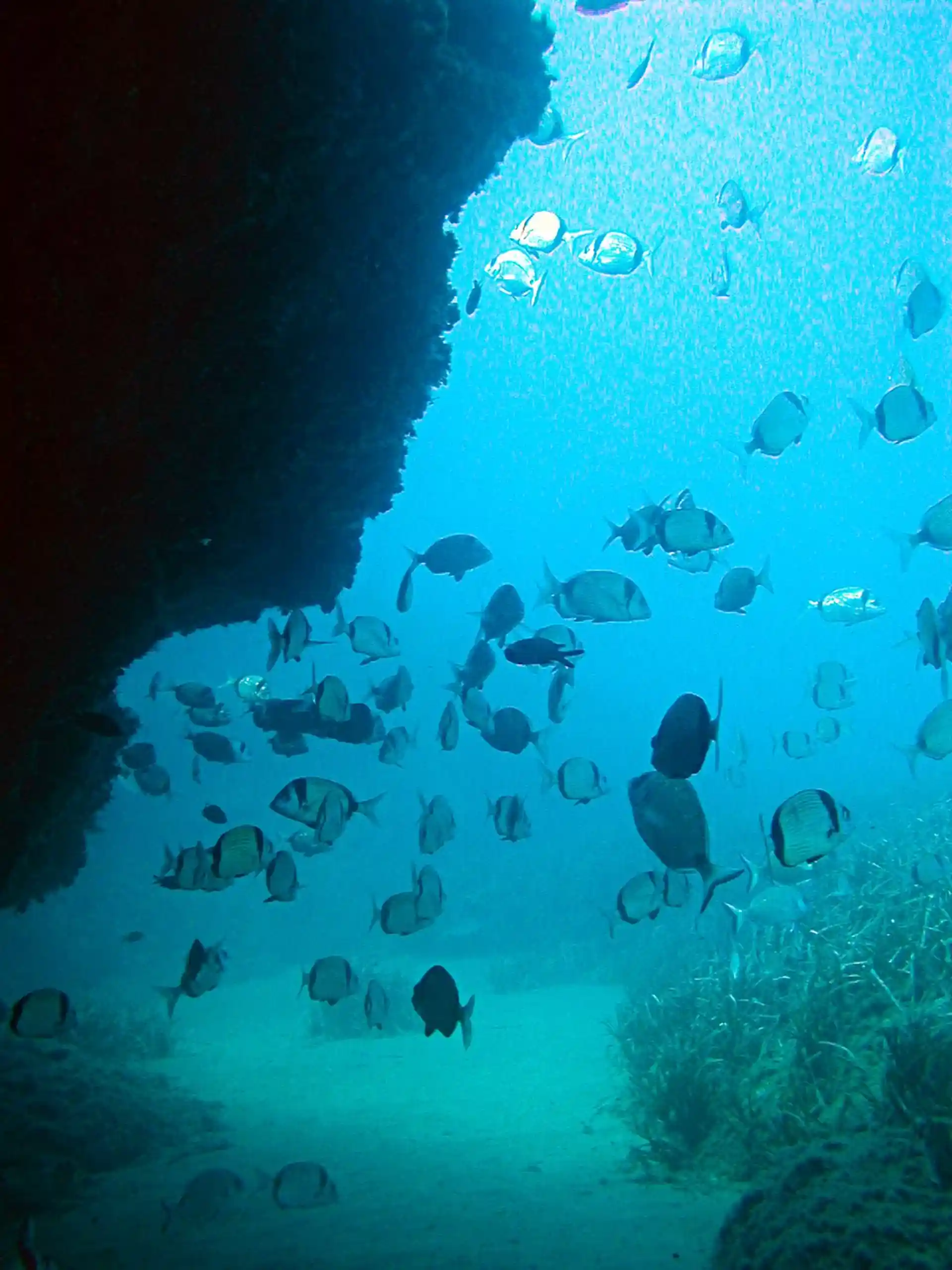 ダイビングサイトの写真