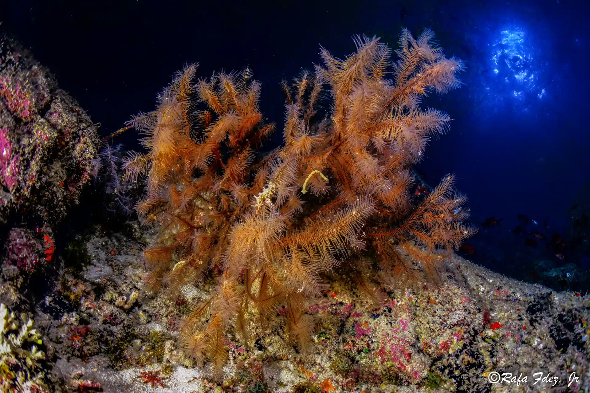 Dive site photo