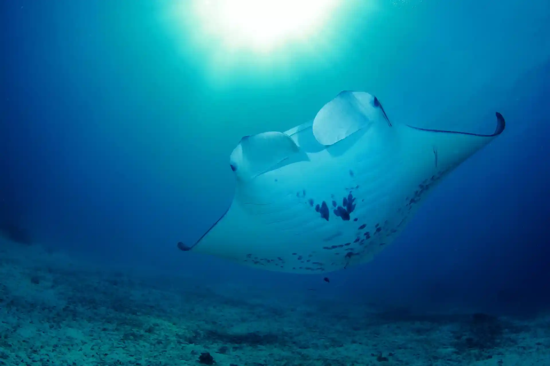 Dive shop photo