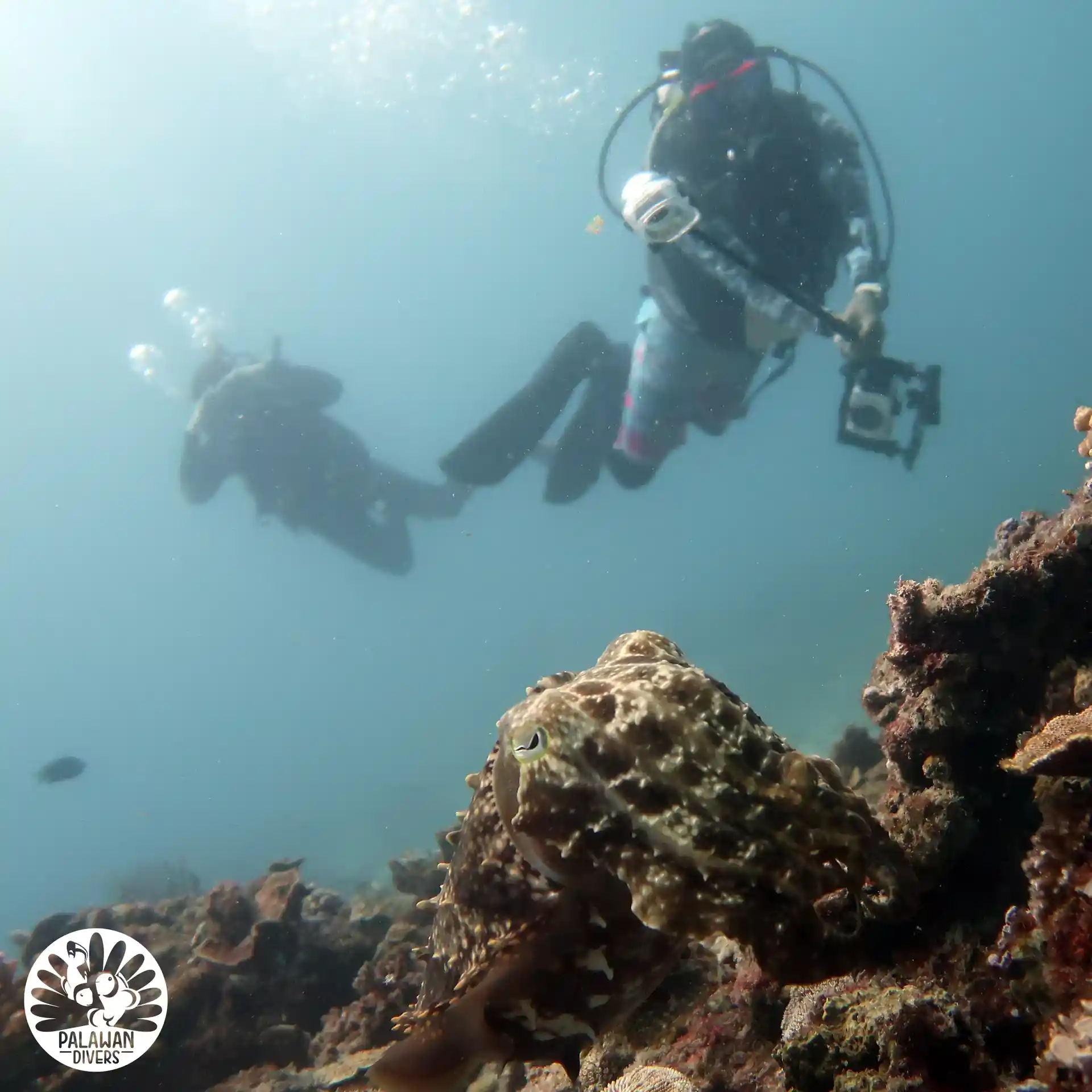 Cuttlefish encounter - El Nido - Palawan