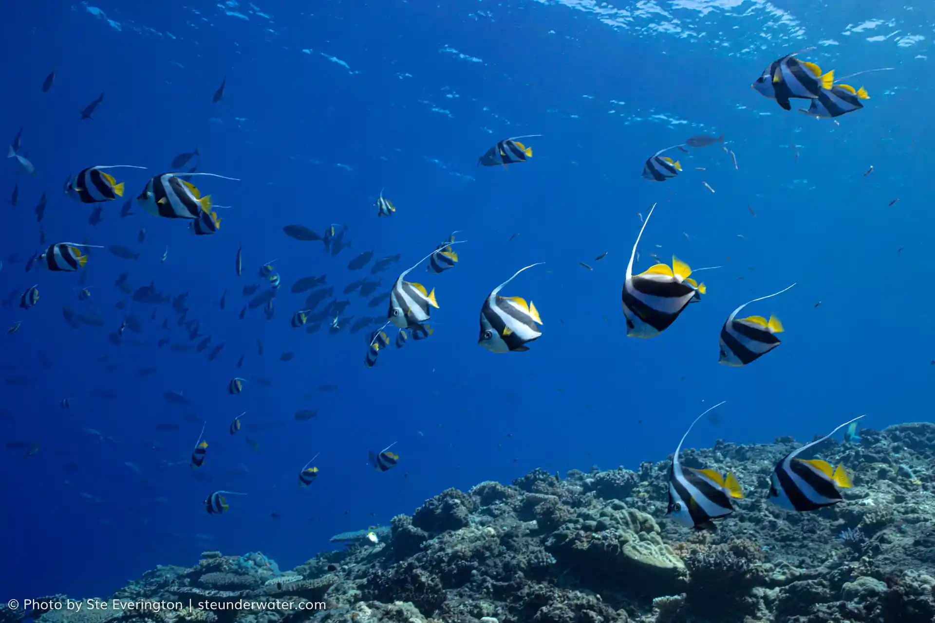 Lange Flossen Banner Fisch Schule in ihren Hunderten