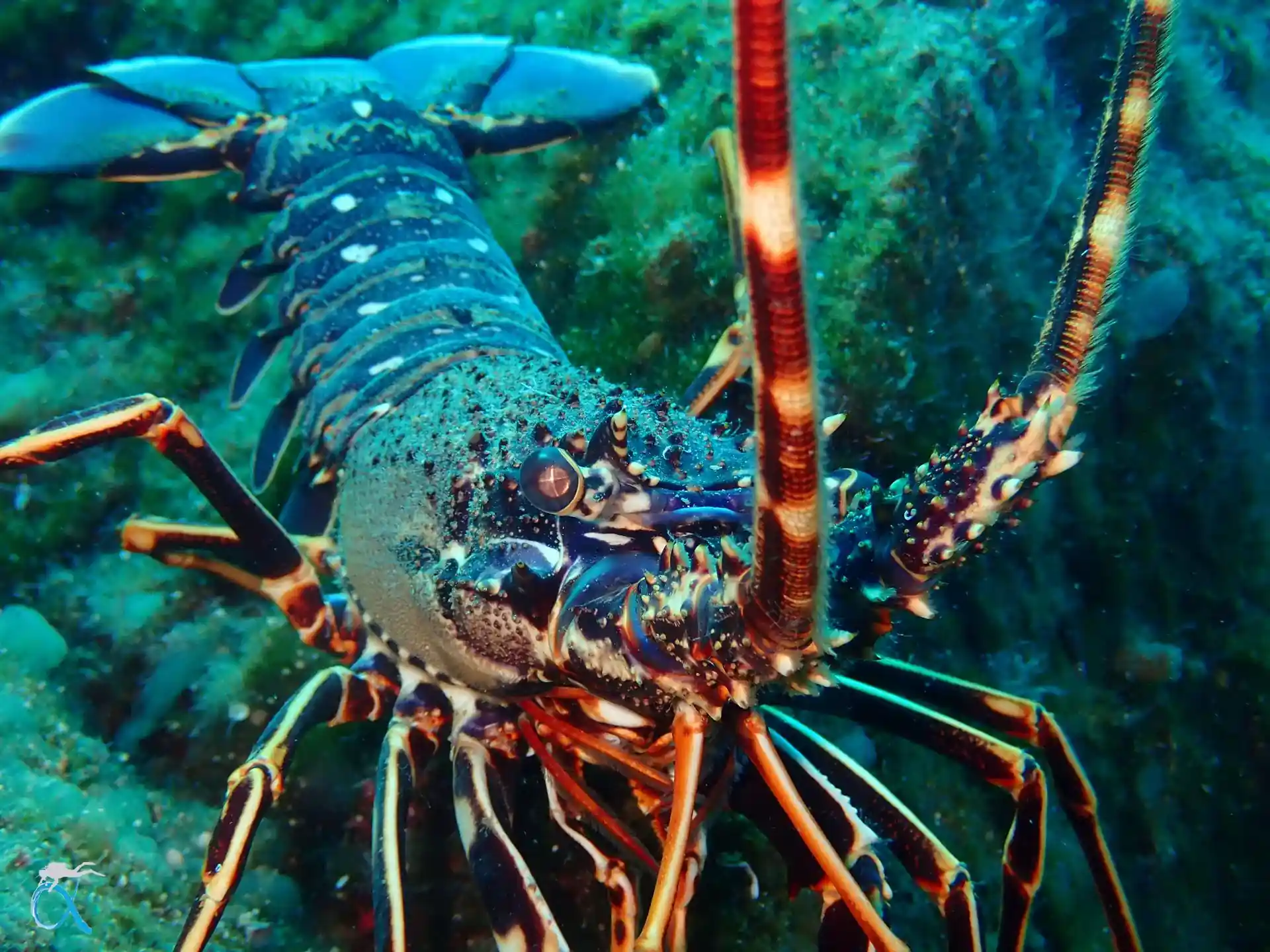 ダイビングサイトの写真