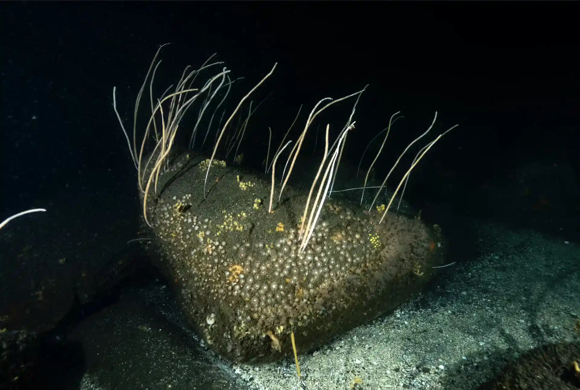 Dive site photo