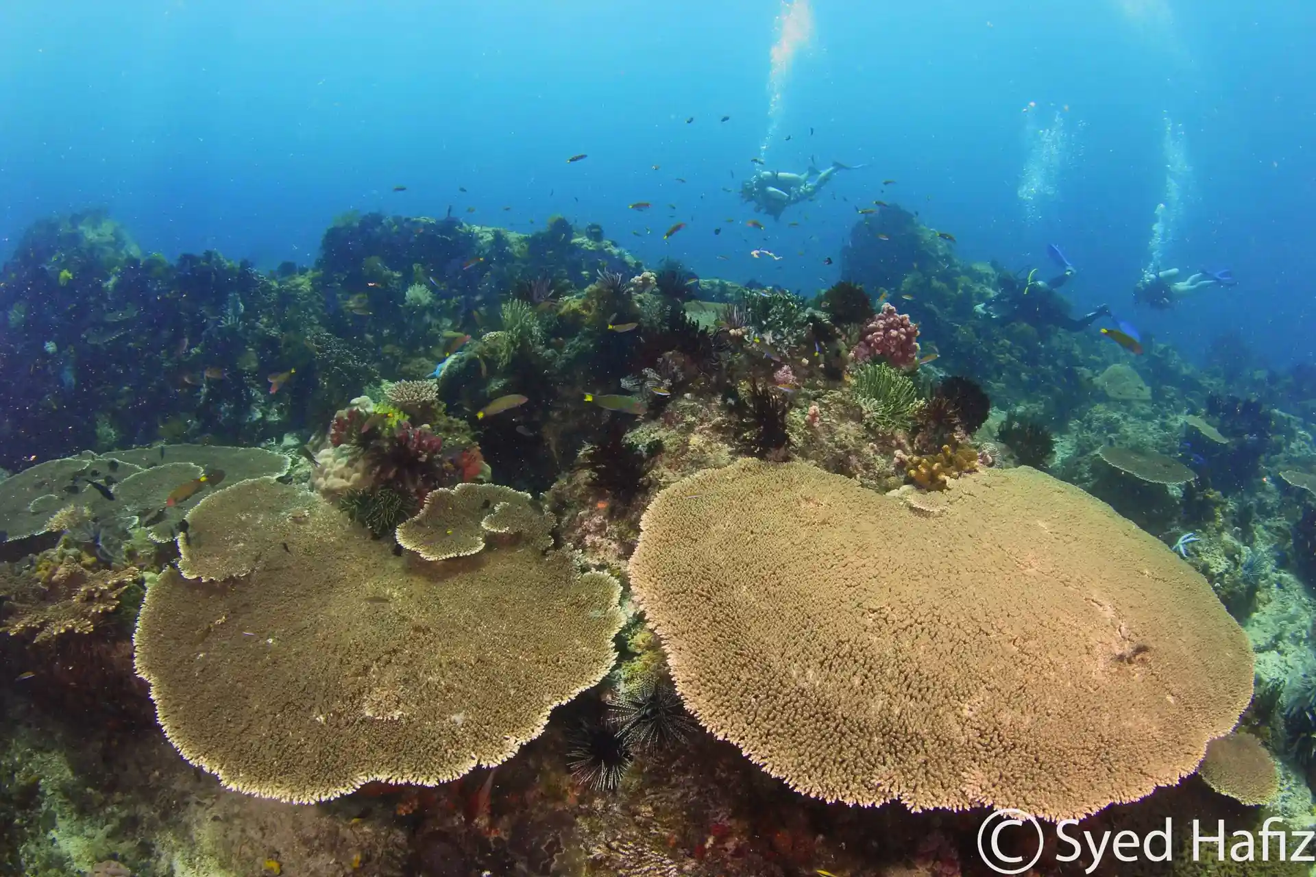 Dive site photo