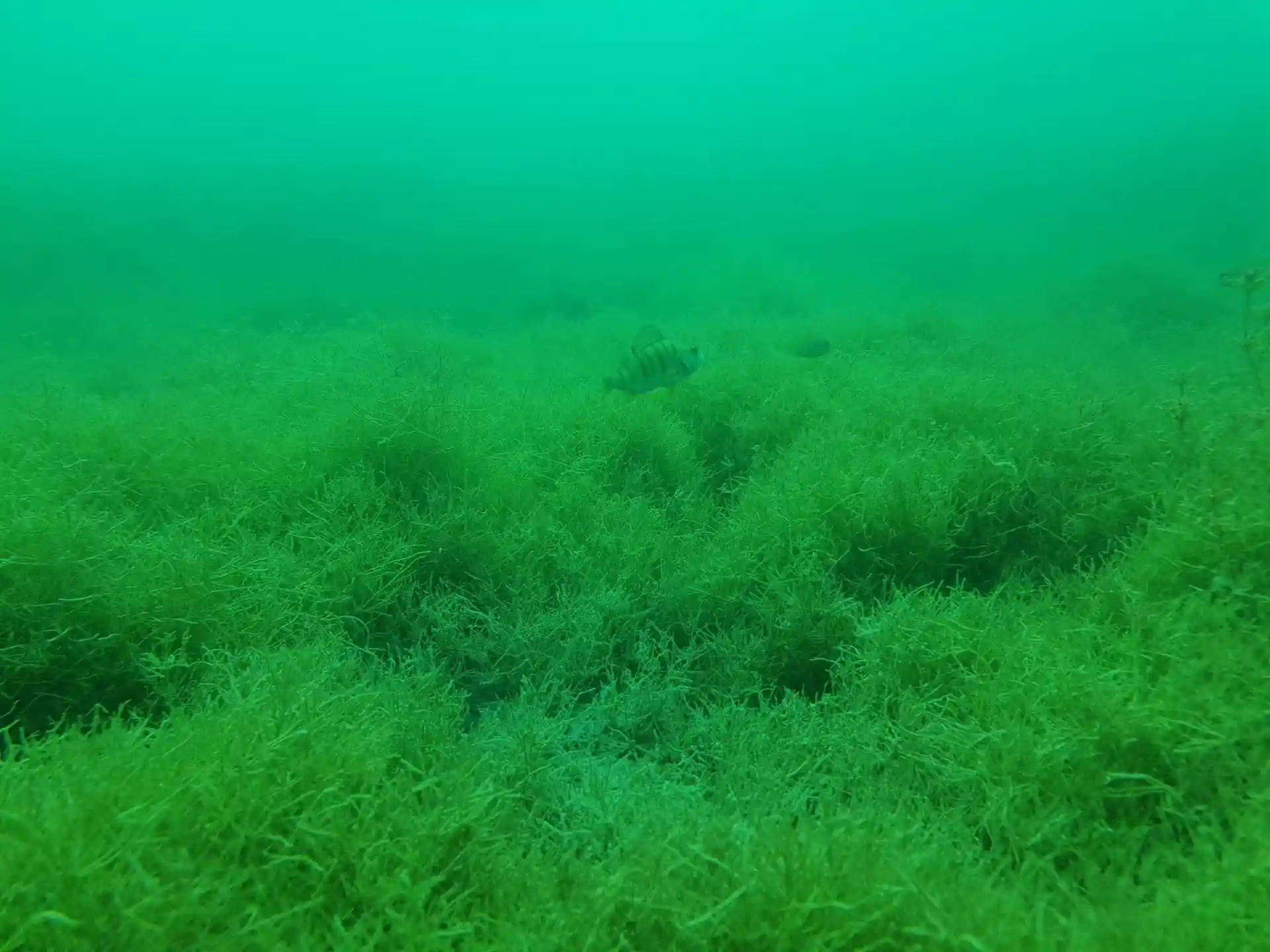 Dive site photo