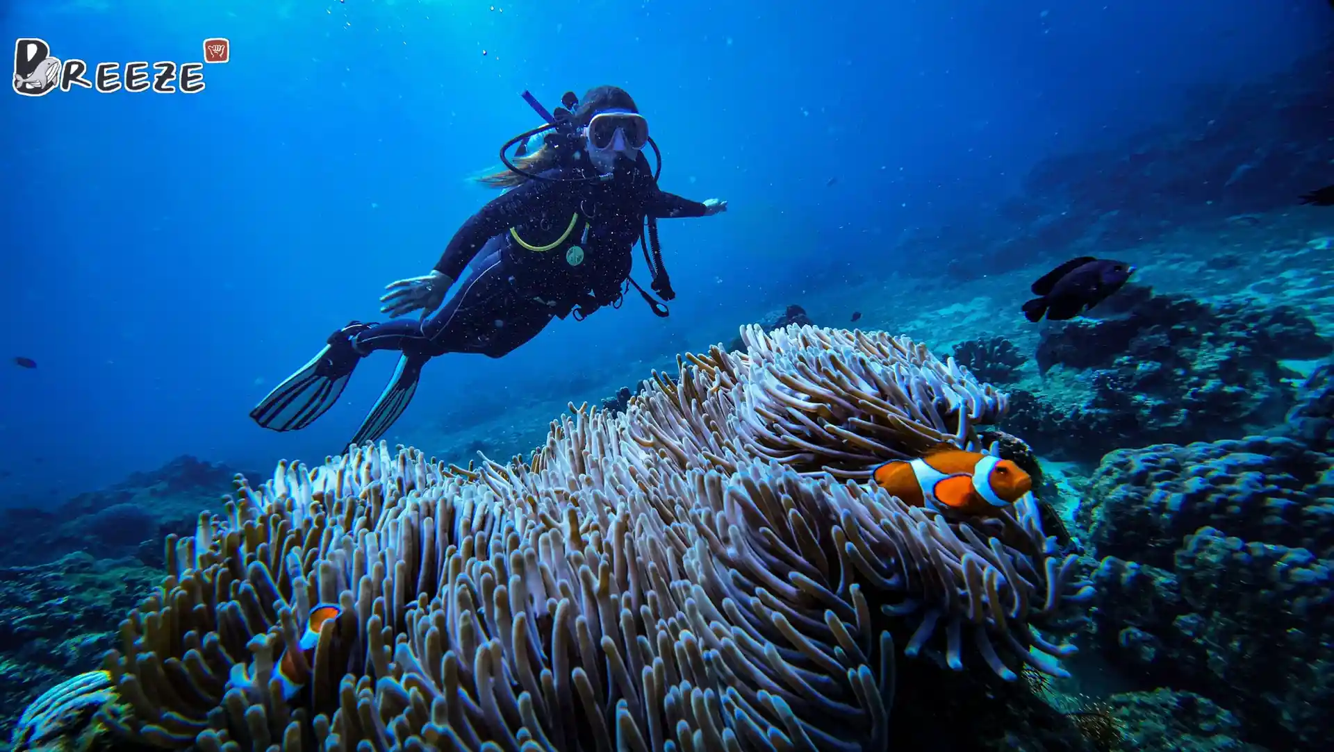 Scuba Diver and Clown Fish and sea anemone in Boracay