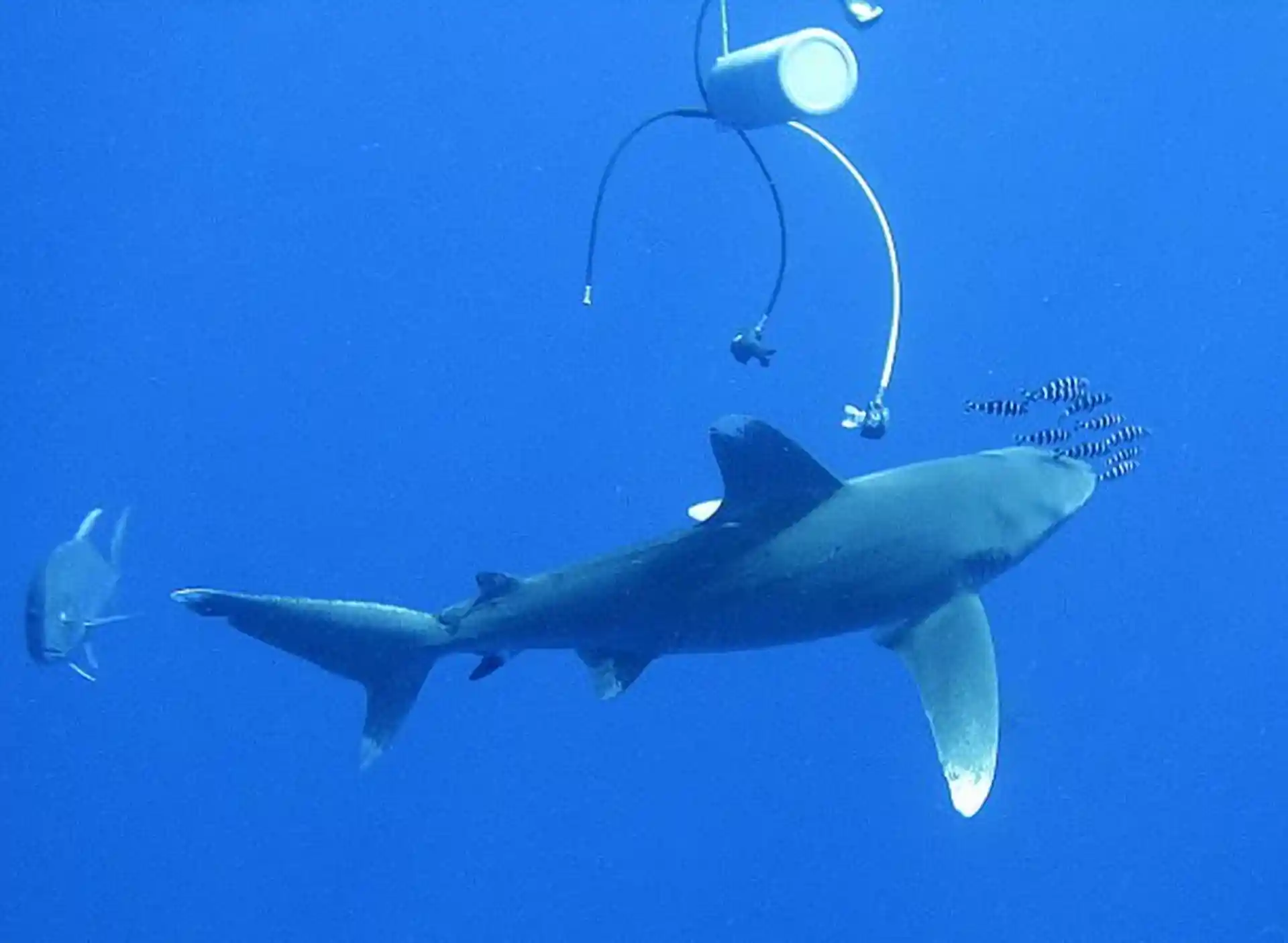 Dive shop photo