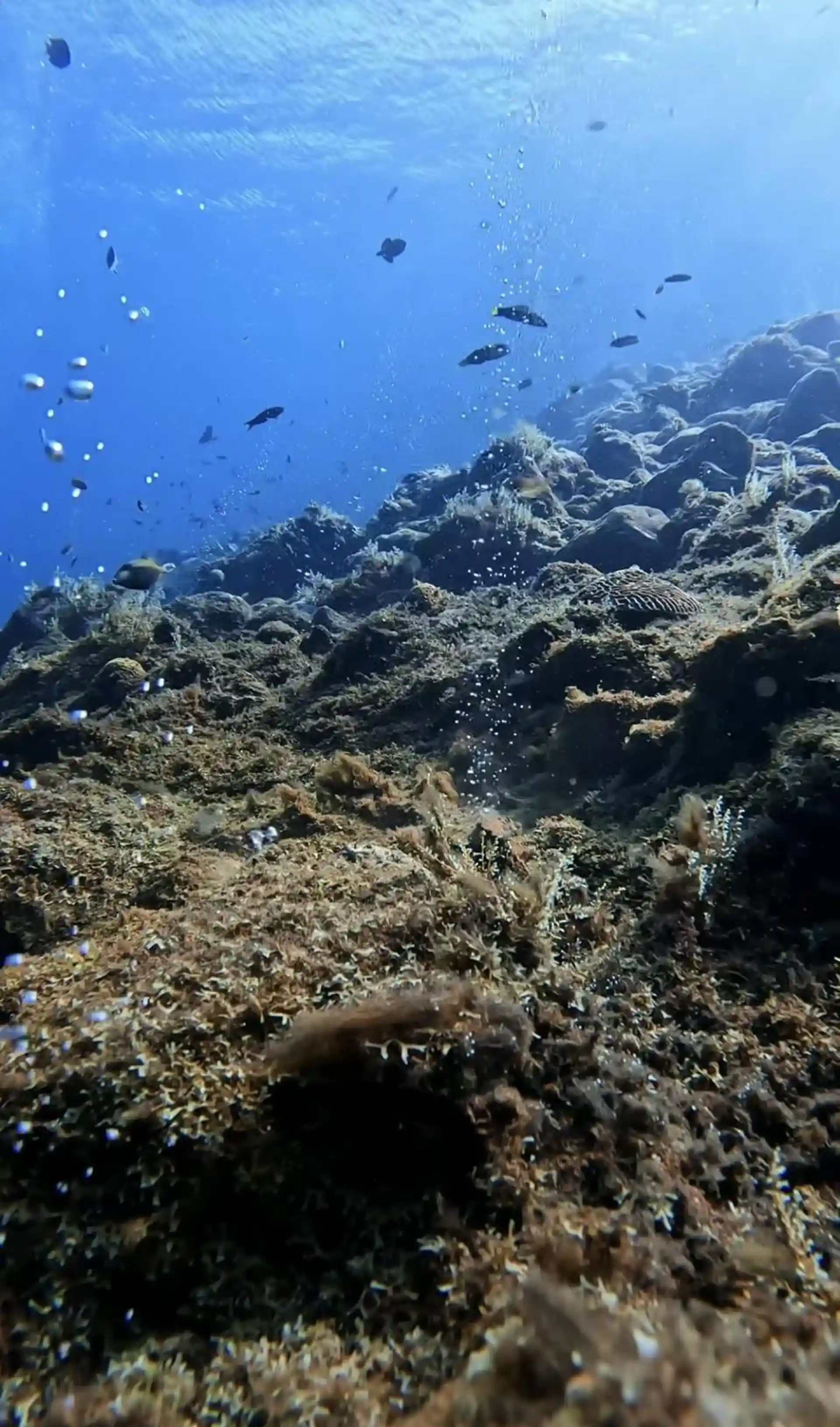 Dive site photo