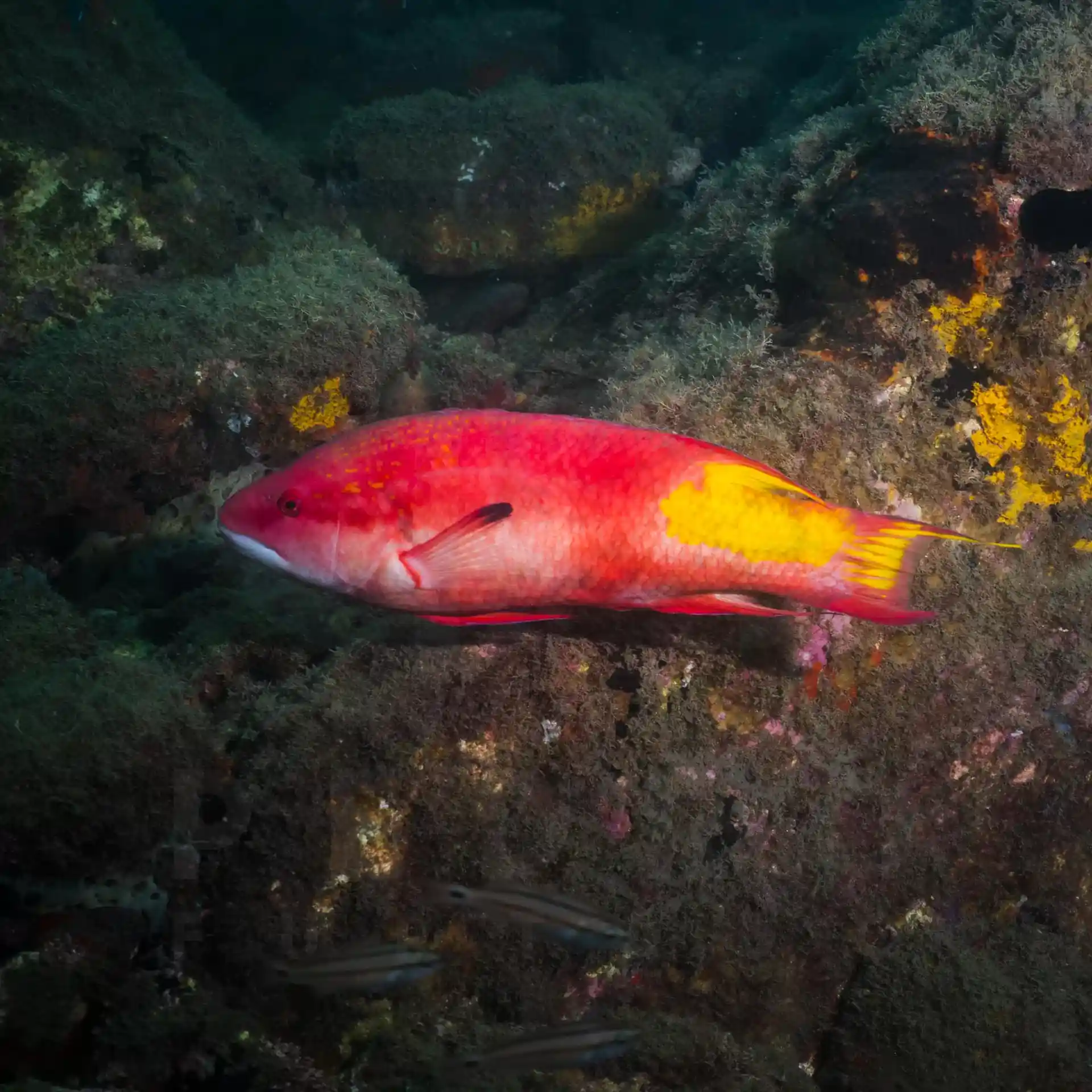 Foto de la tienda de buceo
