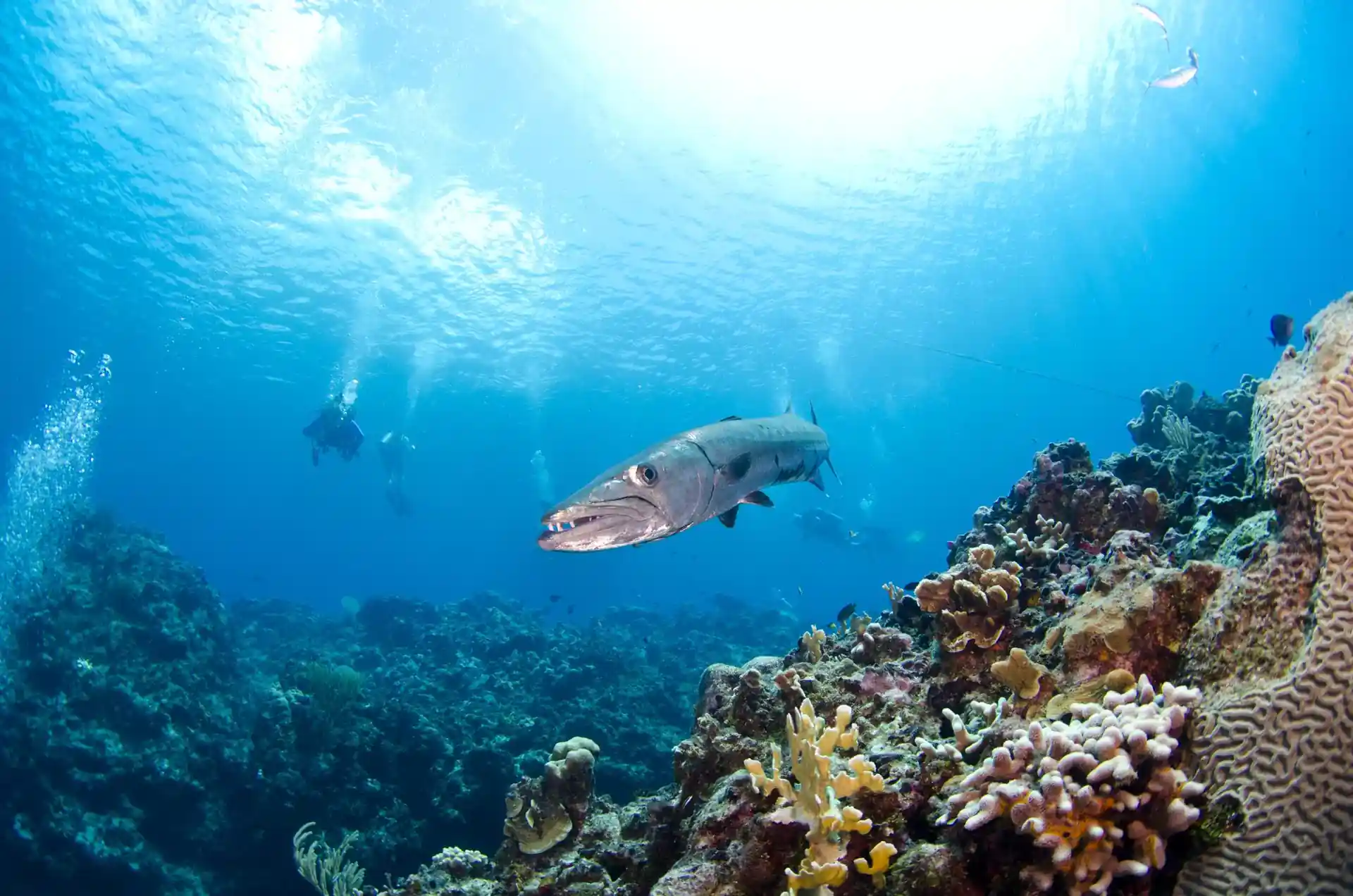 Dive site photo