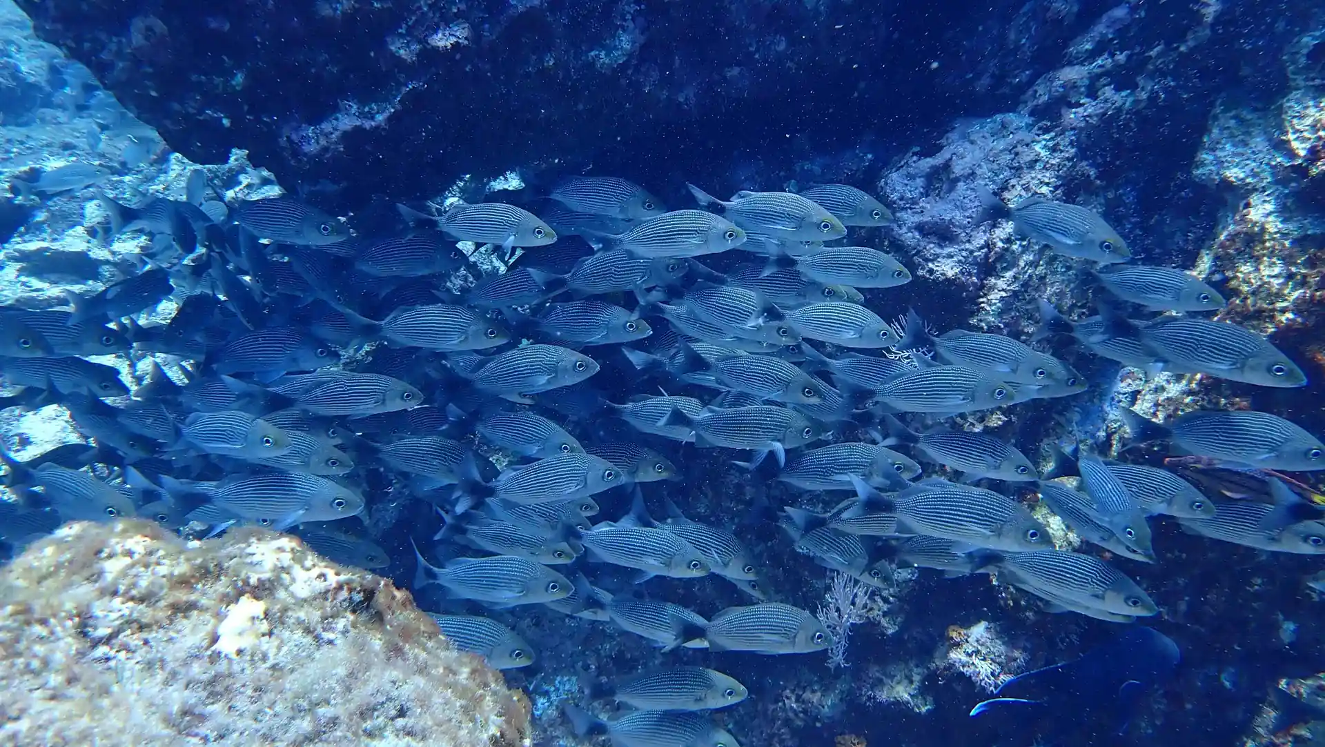 ダイビングサイトの写真