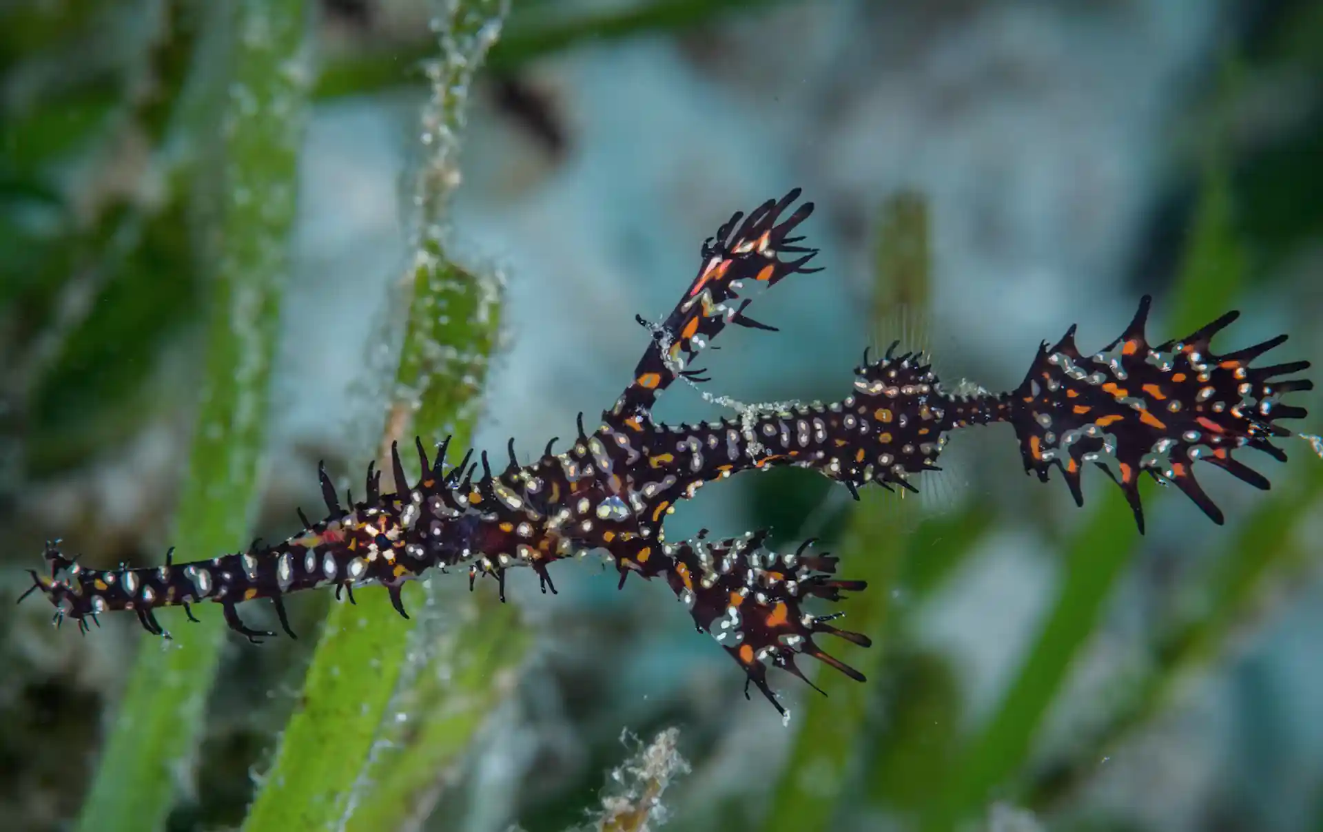 Illusive Ornate Ghost Pipefish