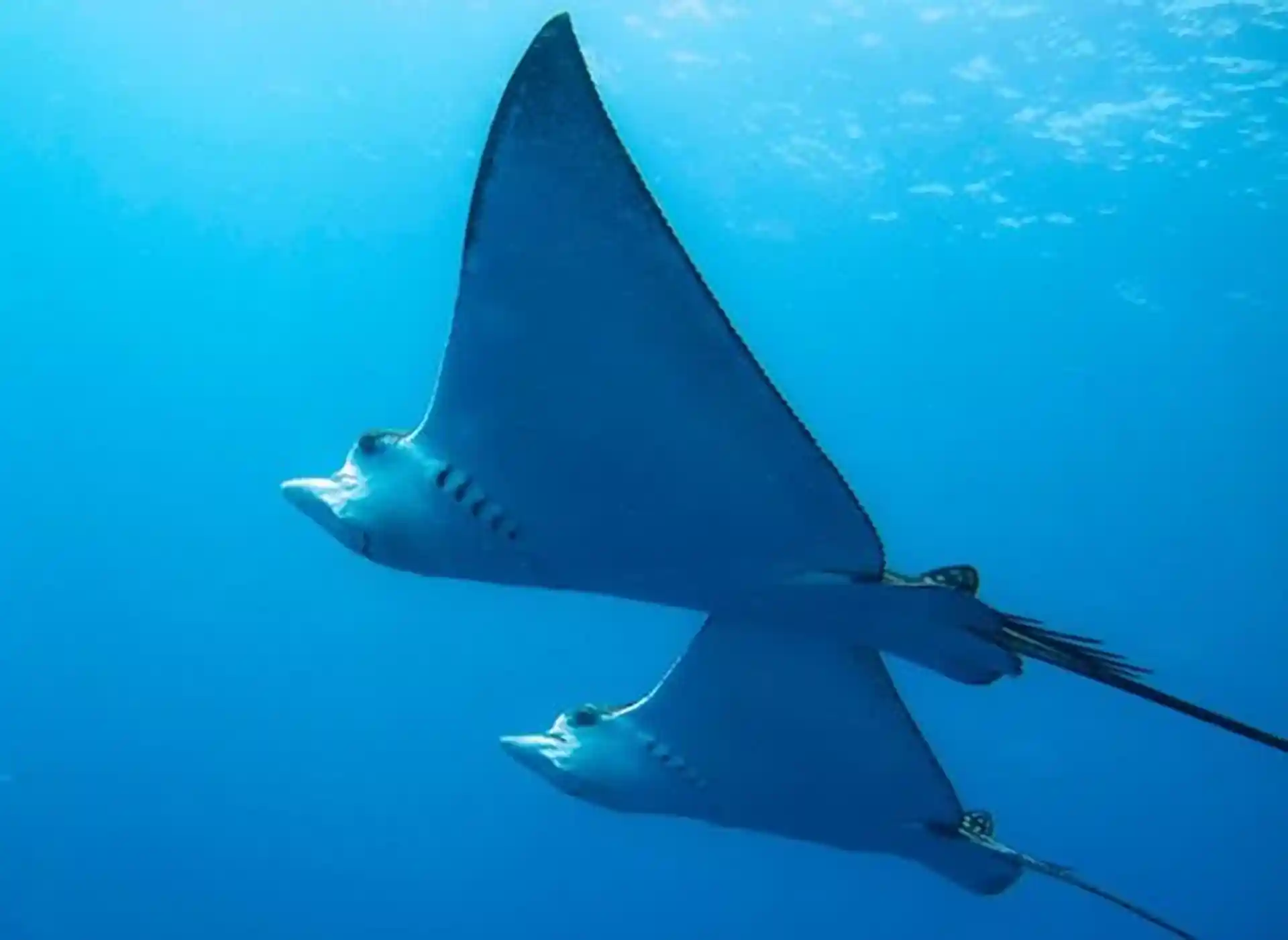 Dive shop photo